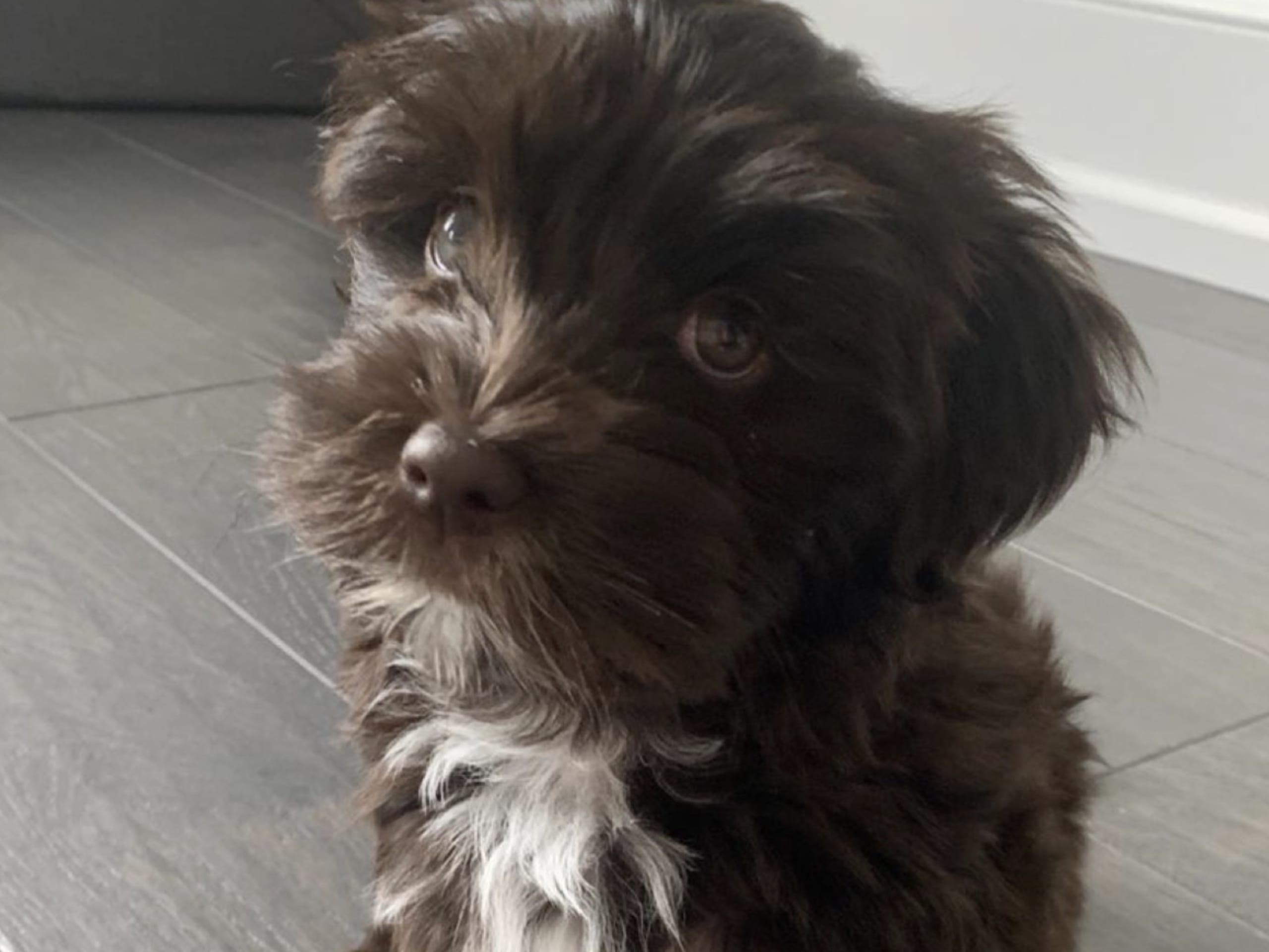 Bichon havanais