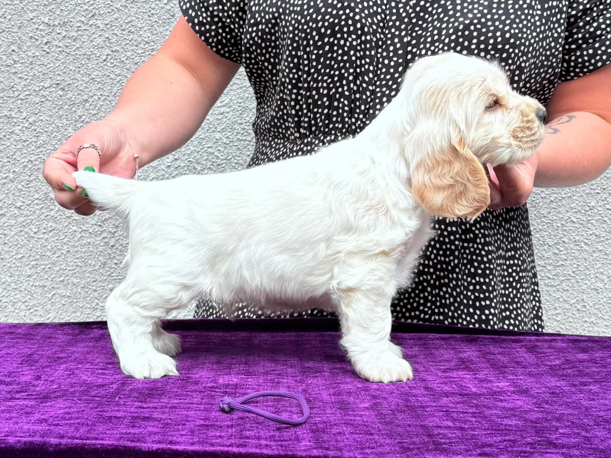Cocker Spaniel · Höör · Dragongårdens kennel