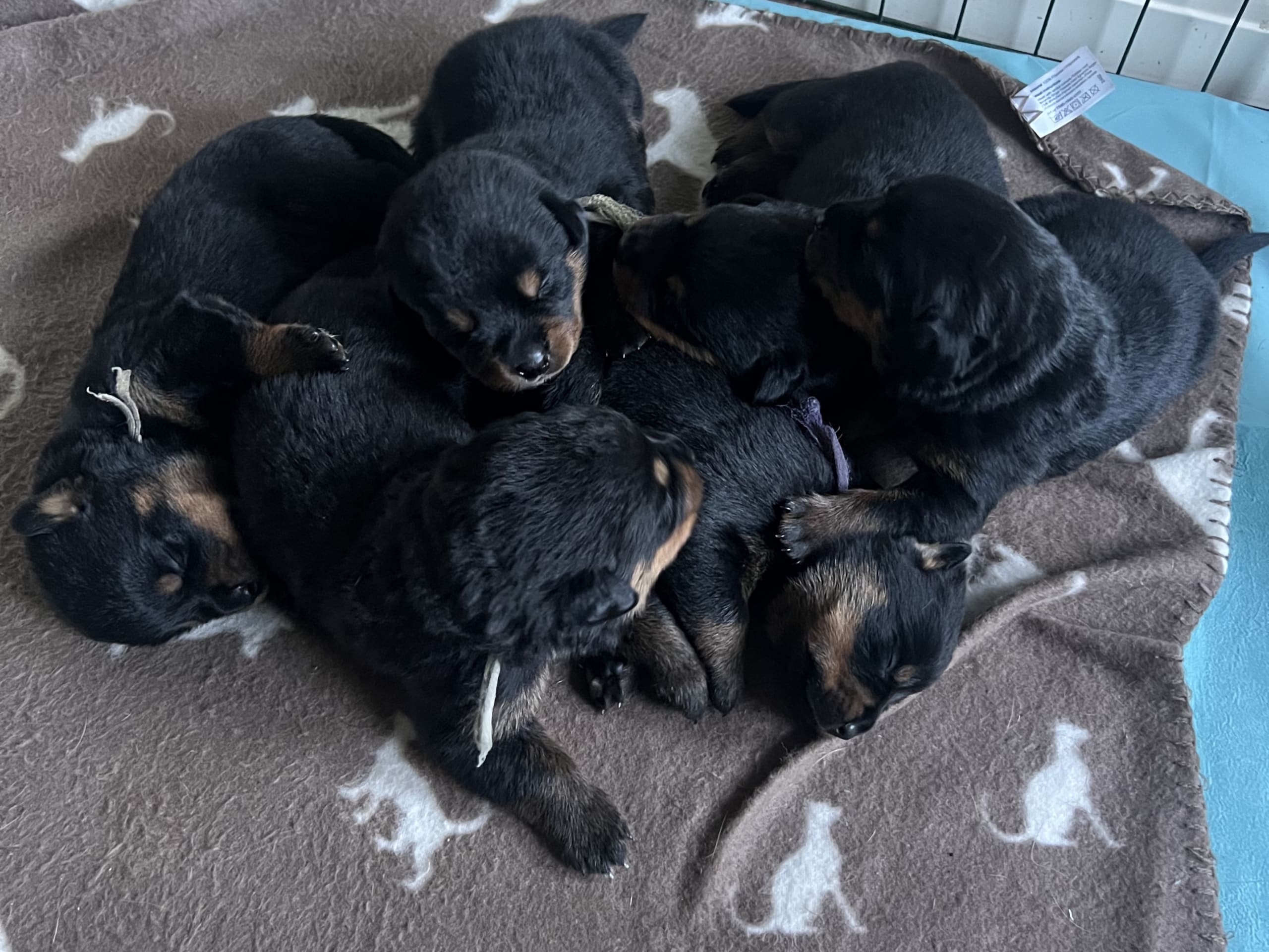 Rottweiler/American Bully XL · Gärsnäs · Helena L.