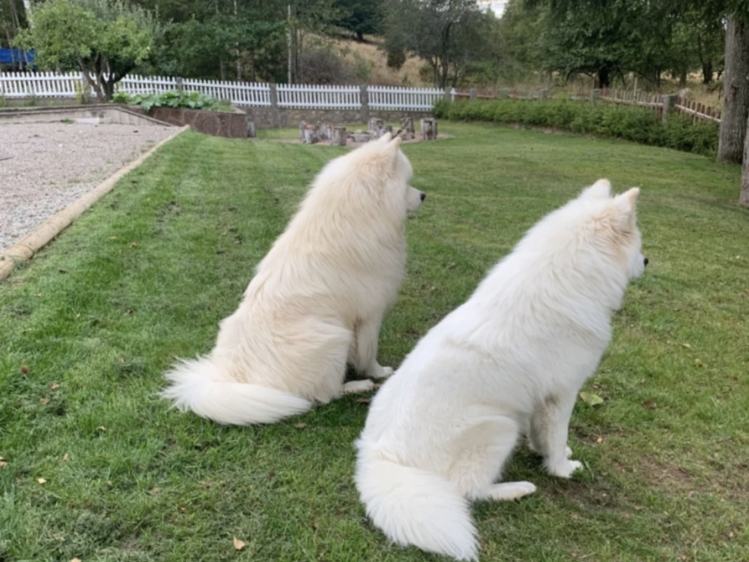 Samojedhund