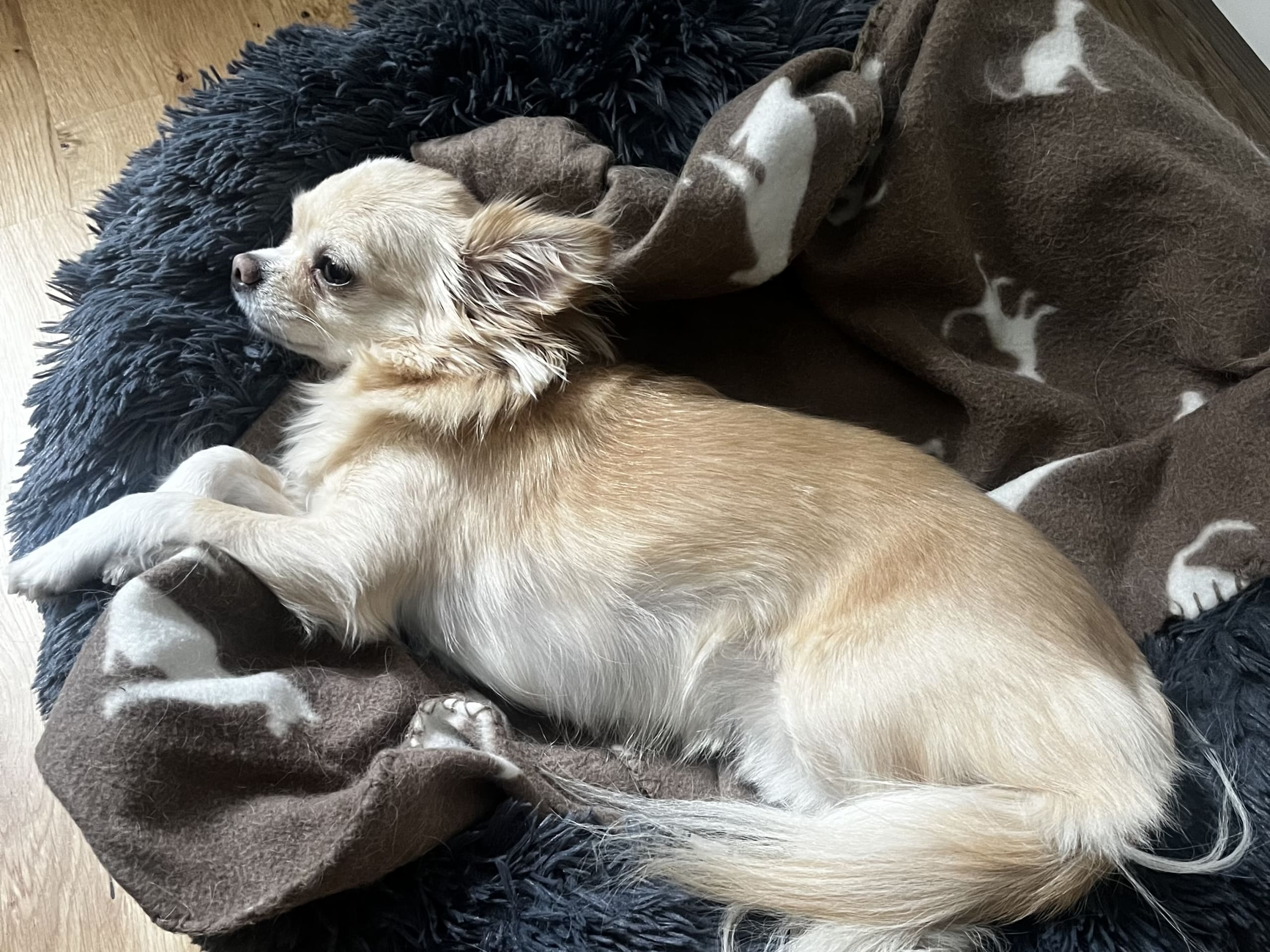 Chihuahua