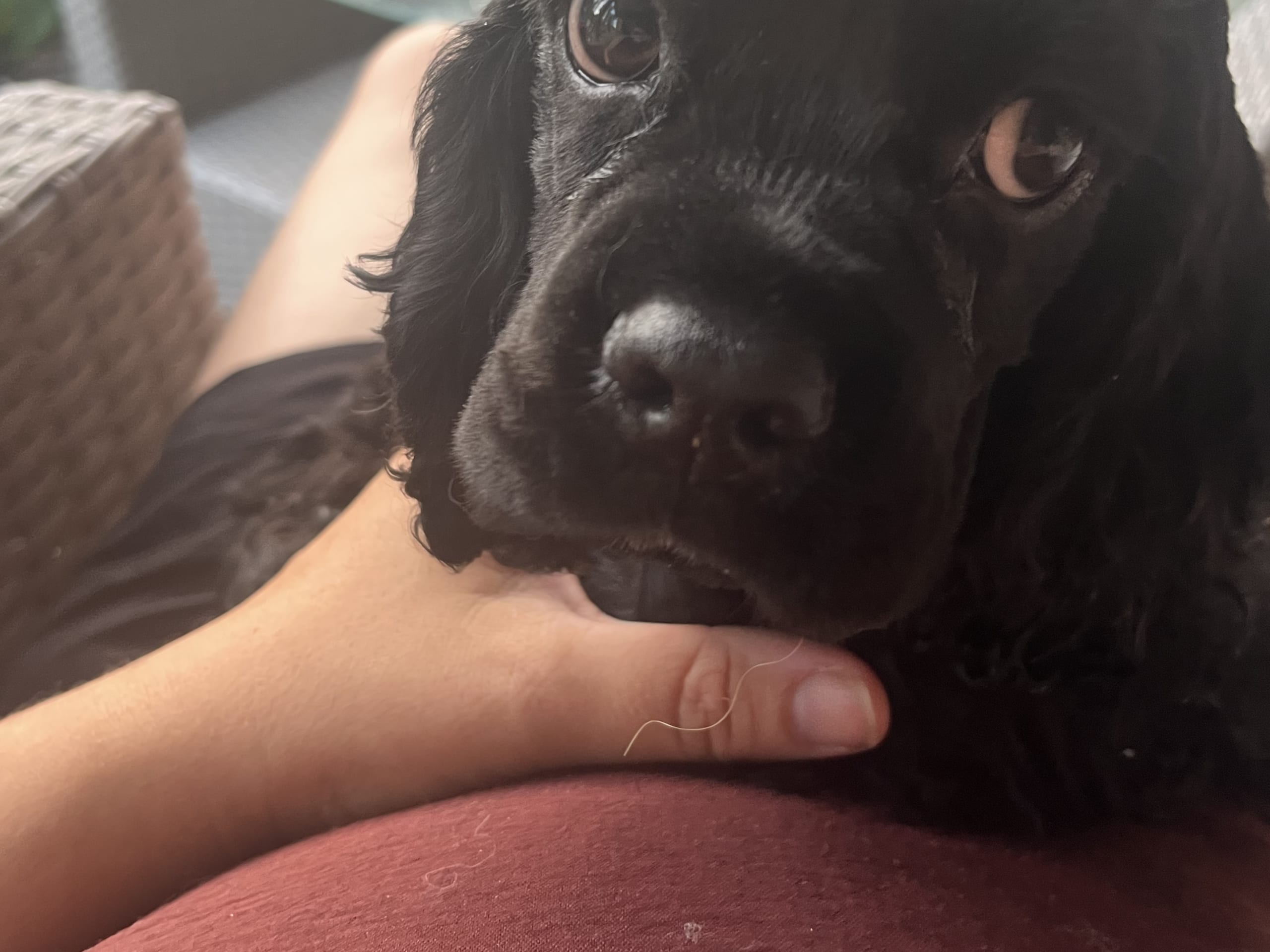 American Cocker Spaniel · Järfälla · LillaFröken