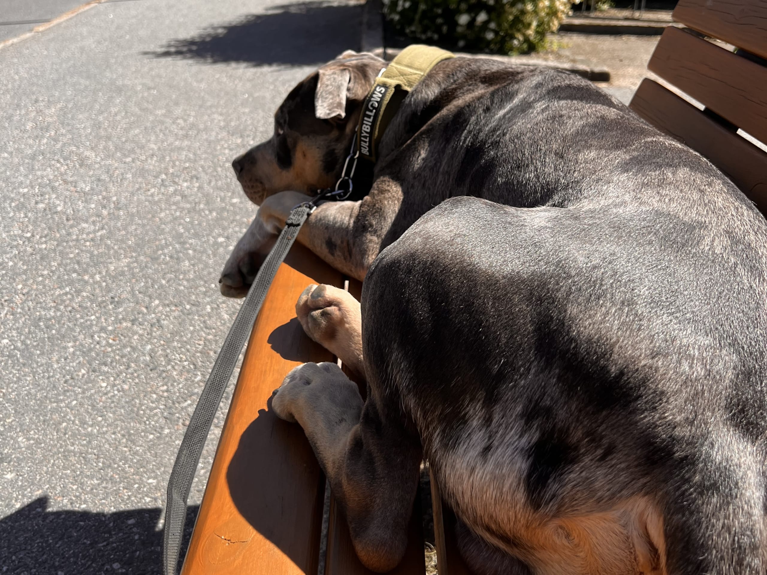 American bully · Sollentuna · Raul C.