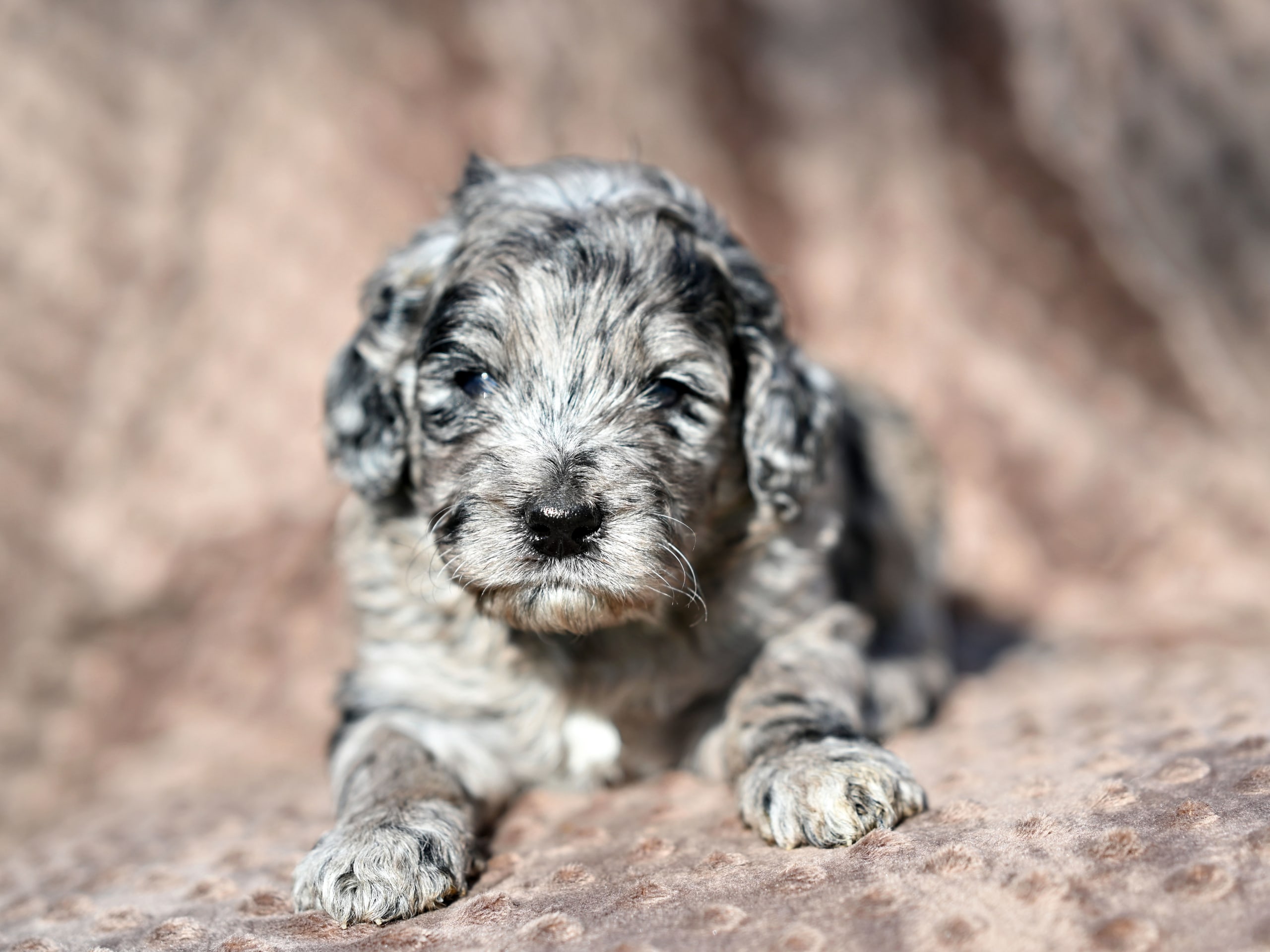 Labradoodle mini mellan ( Labrador / Pudel) · Gårdsjö · Devzdoodle