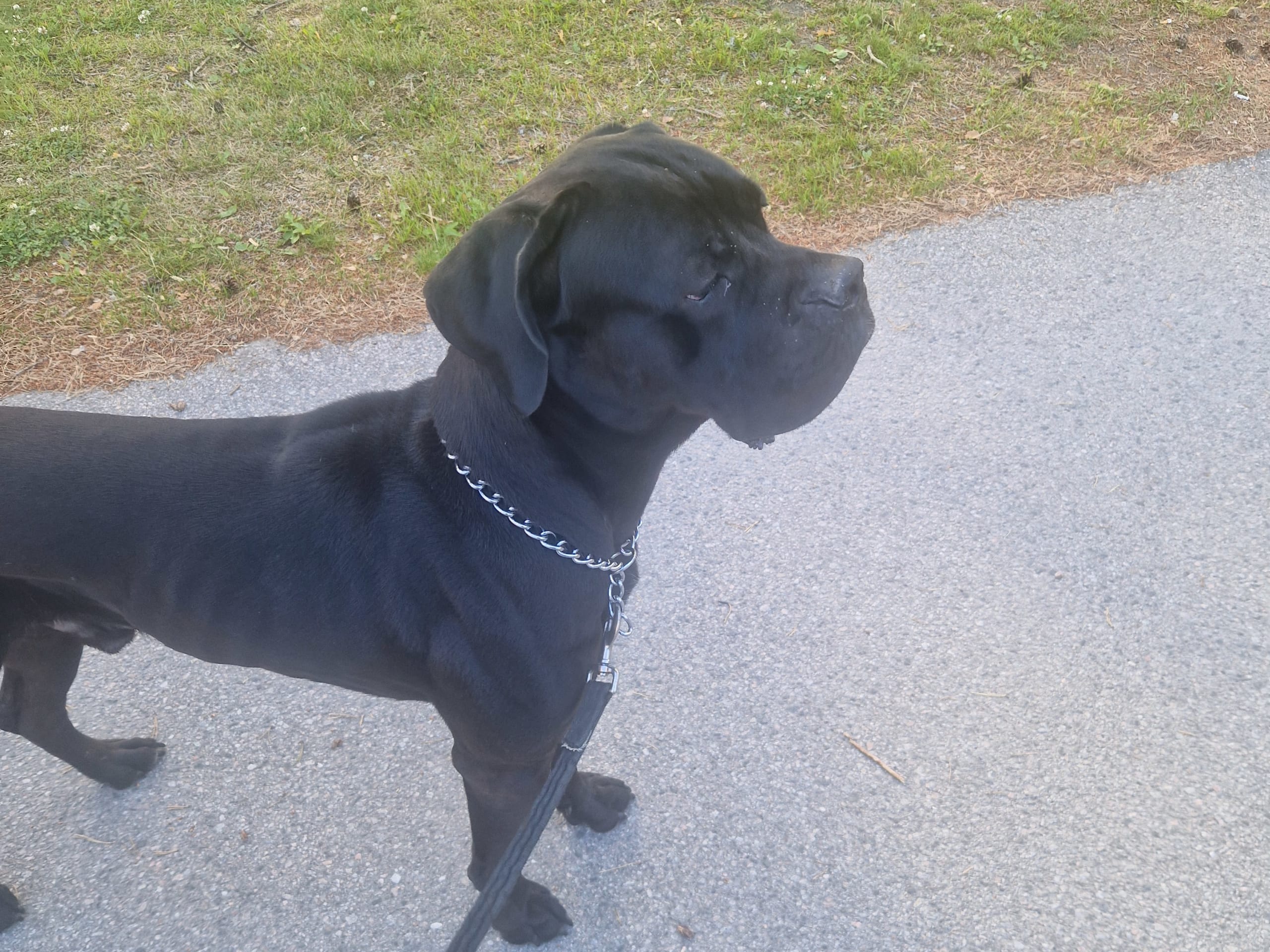 Cane Corso · Gävle · Helena W.