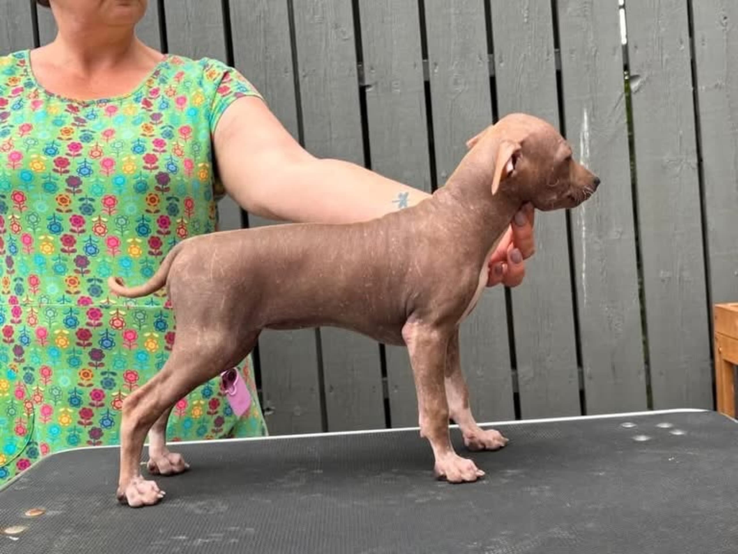 American Hairless Terrier