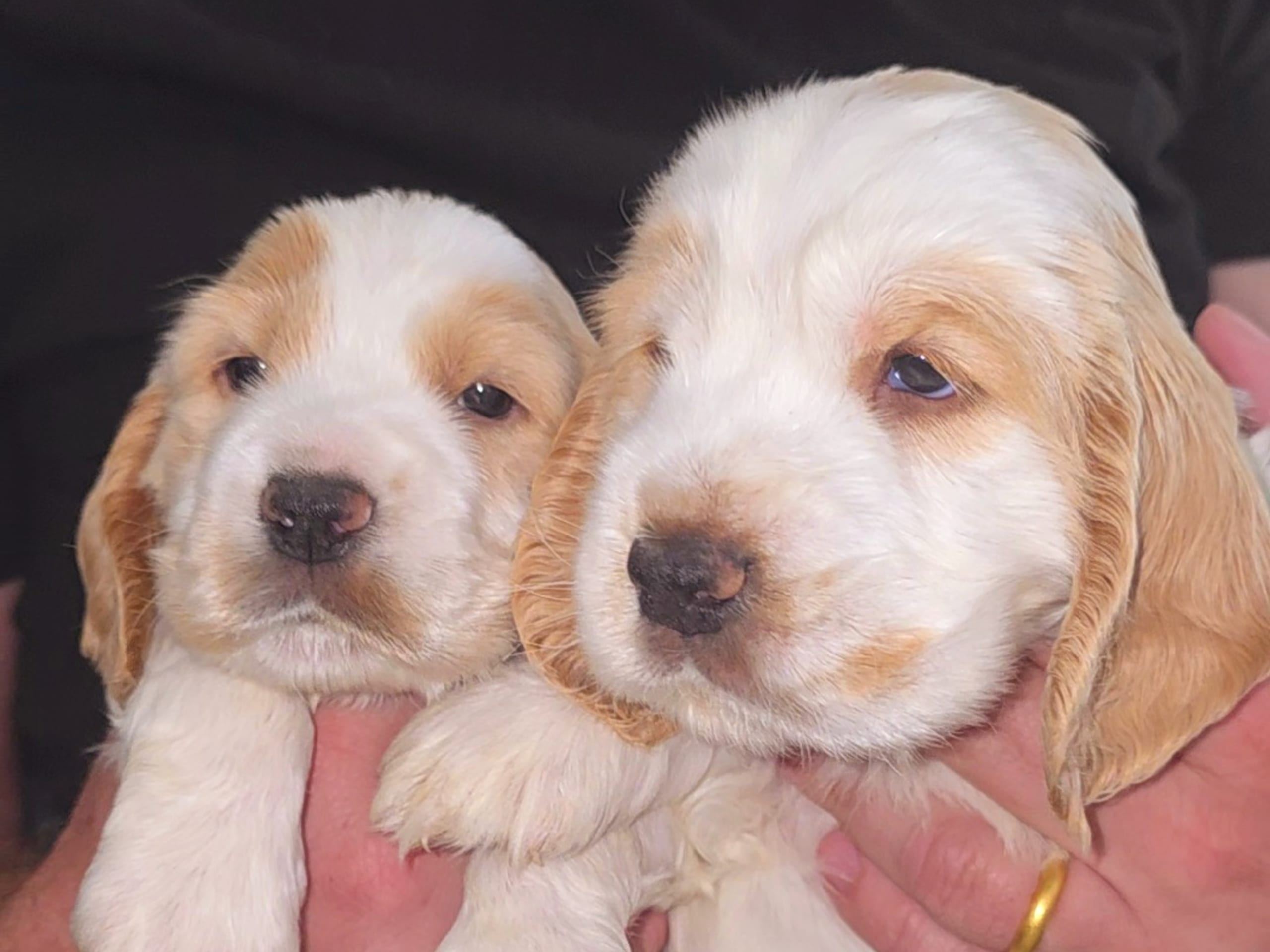 Cocker Spaniel