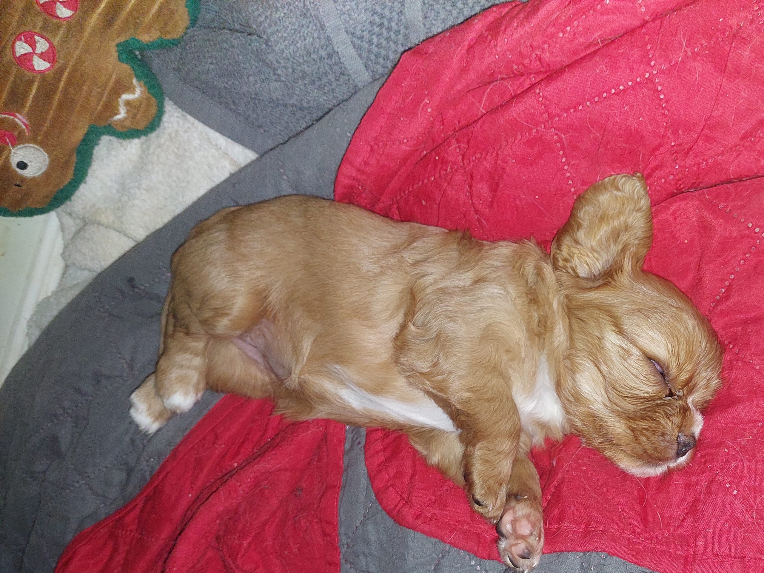 Cavalier king charles spaniel