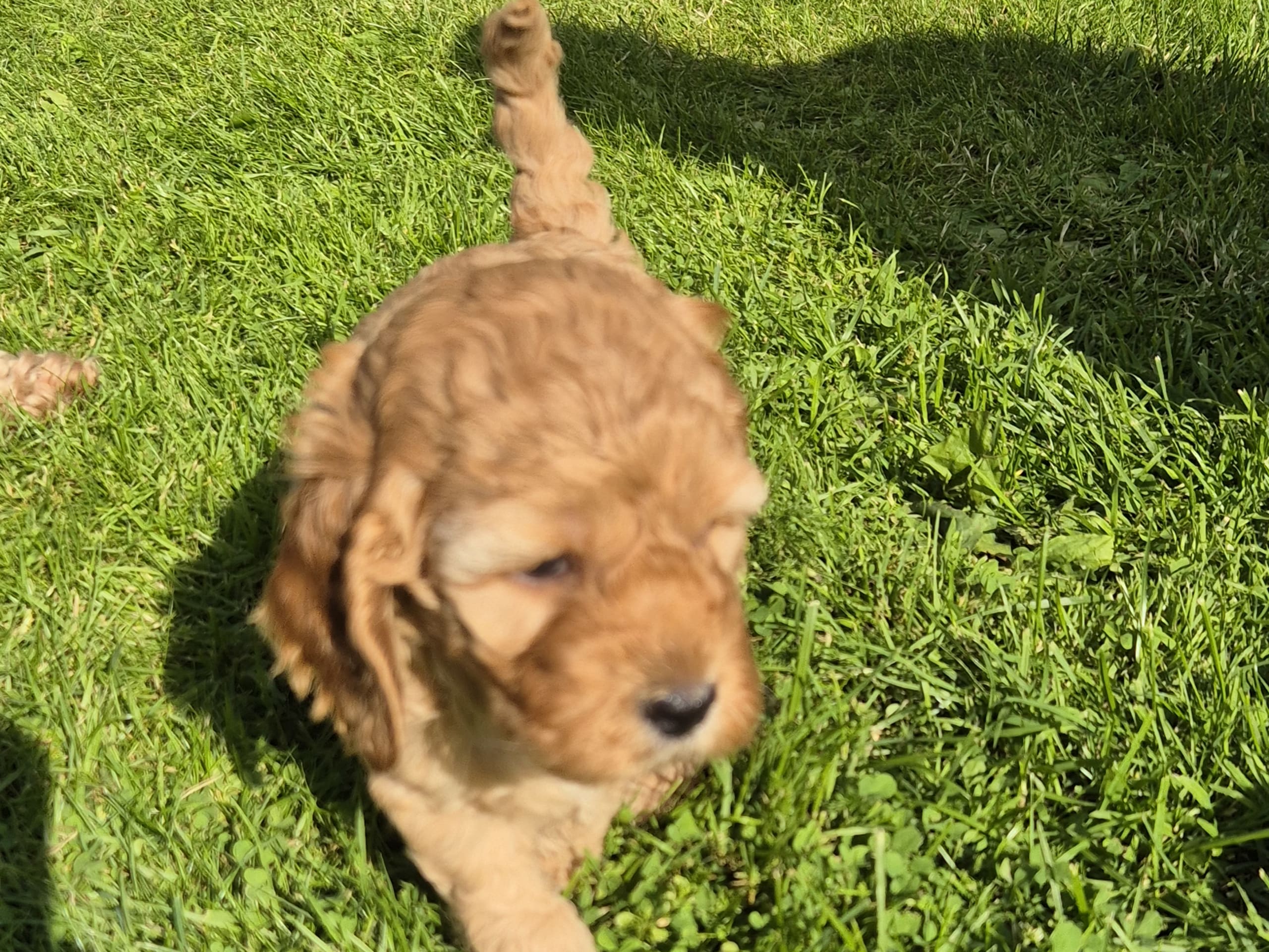 Cockerpoo · Vaggeryd · Sjökantens Cockerpoo