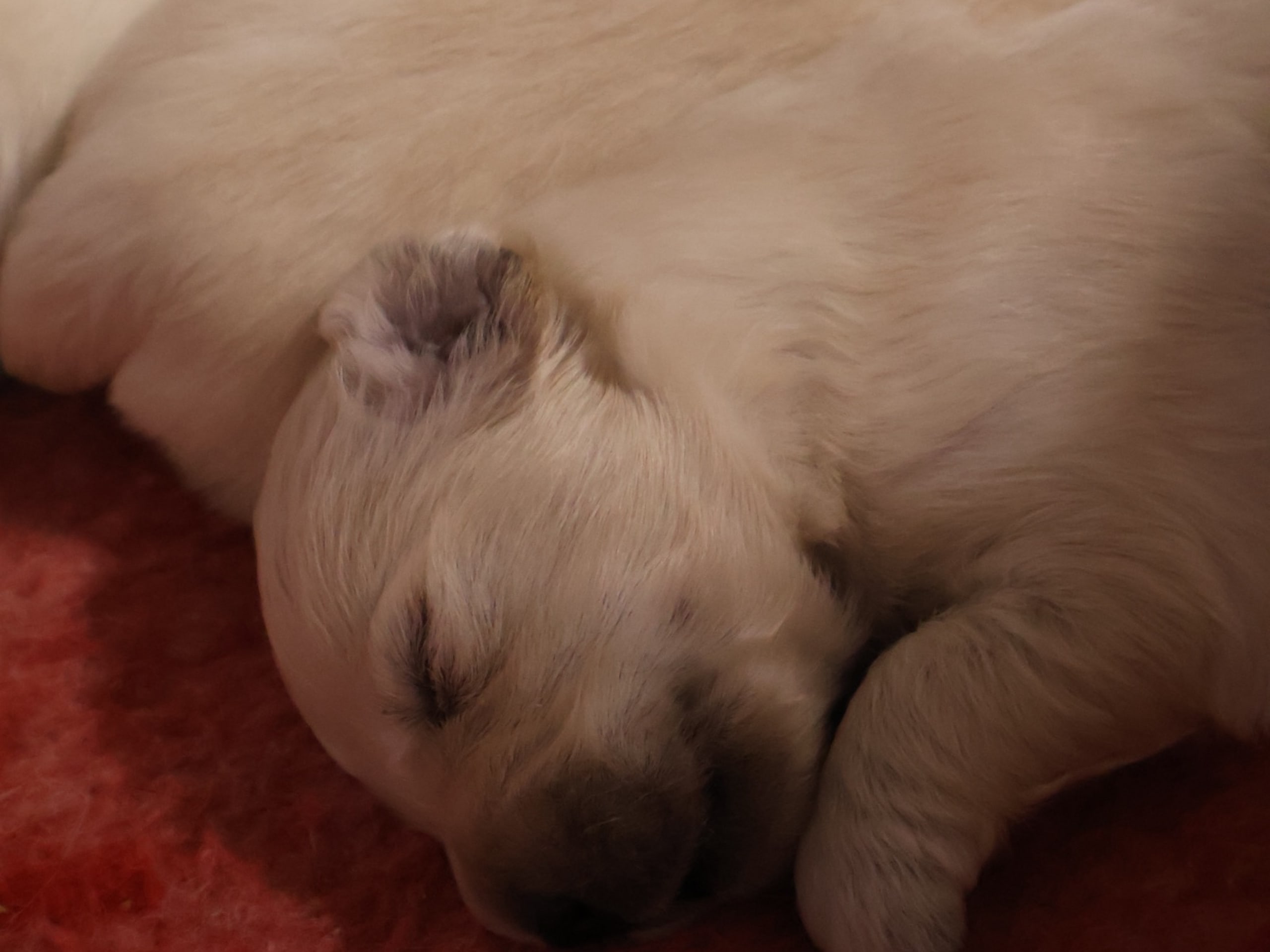 Golden retriever