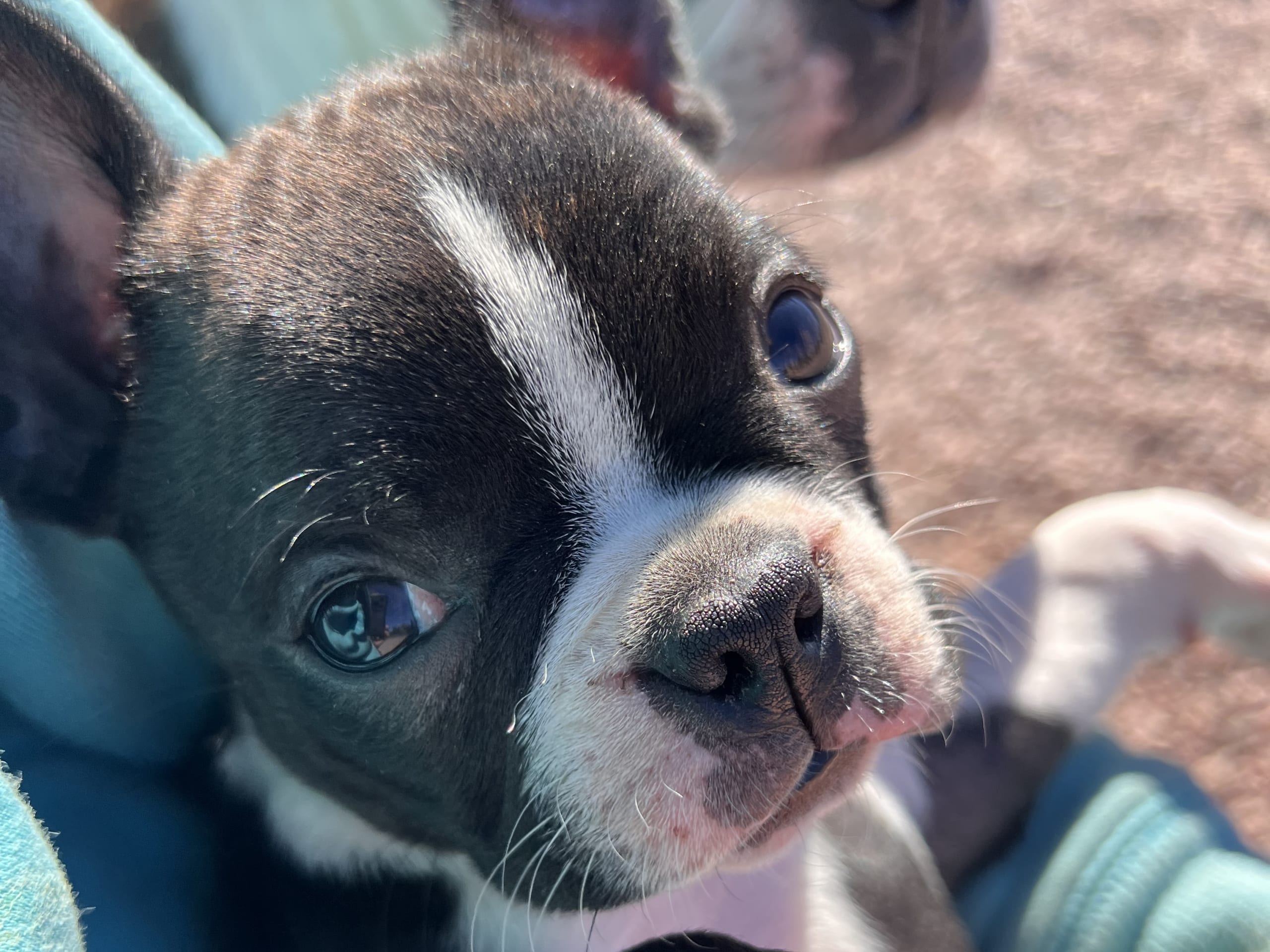 Bostonterrier