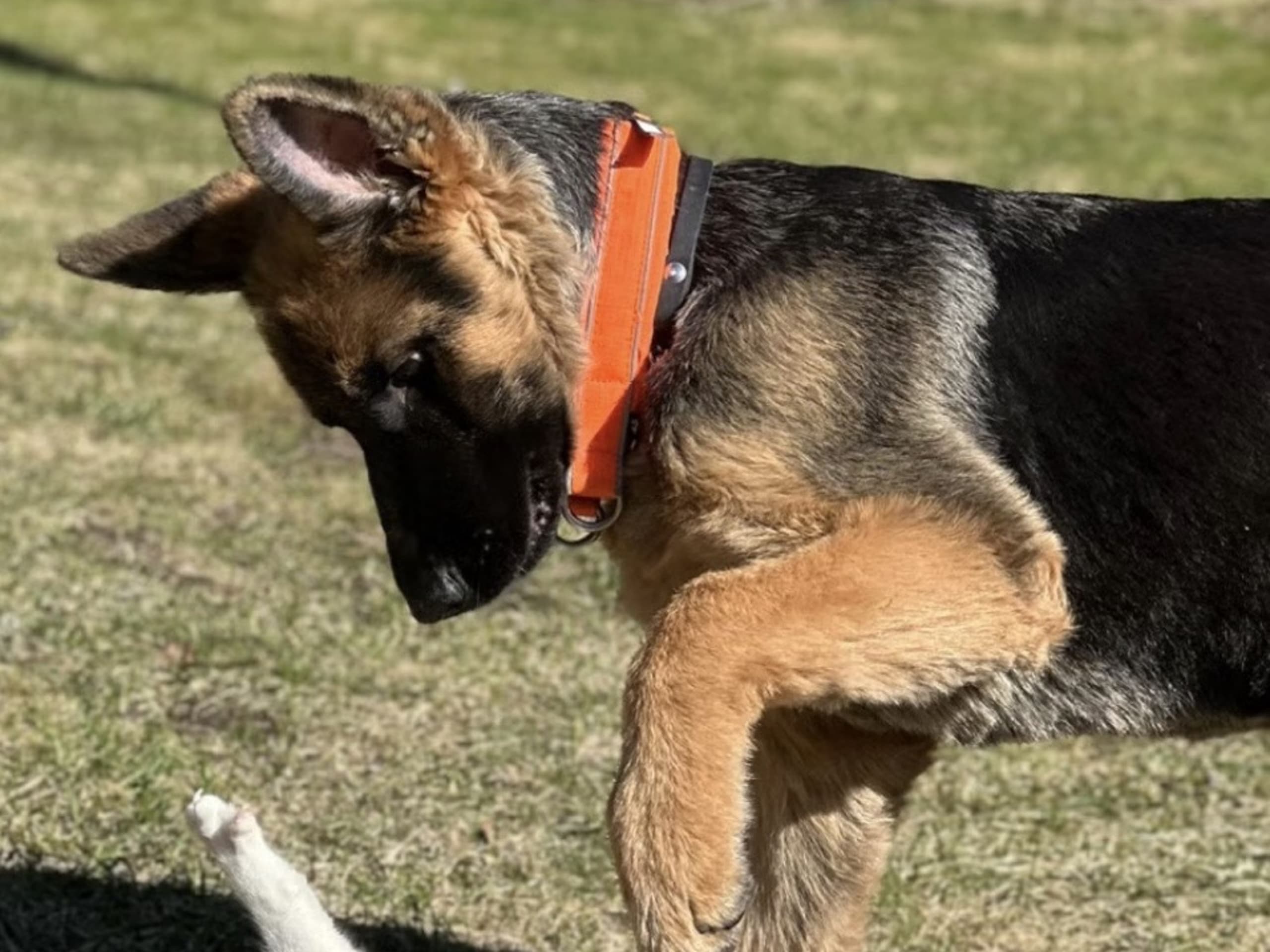 Schäferhund