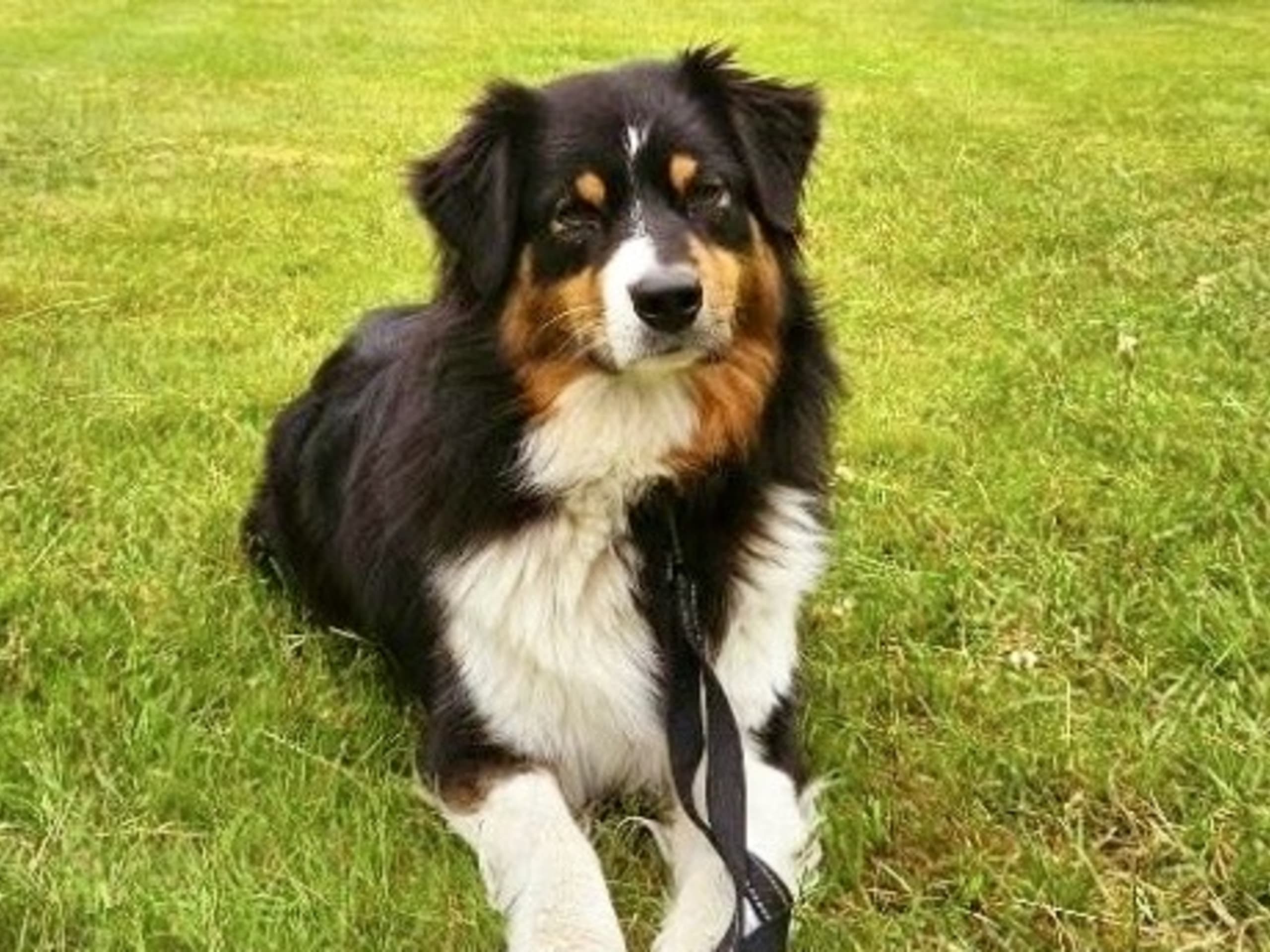 Australian shepherd · Sköllersta · Louise G.