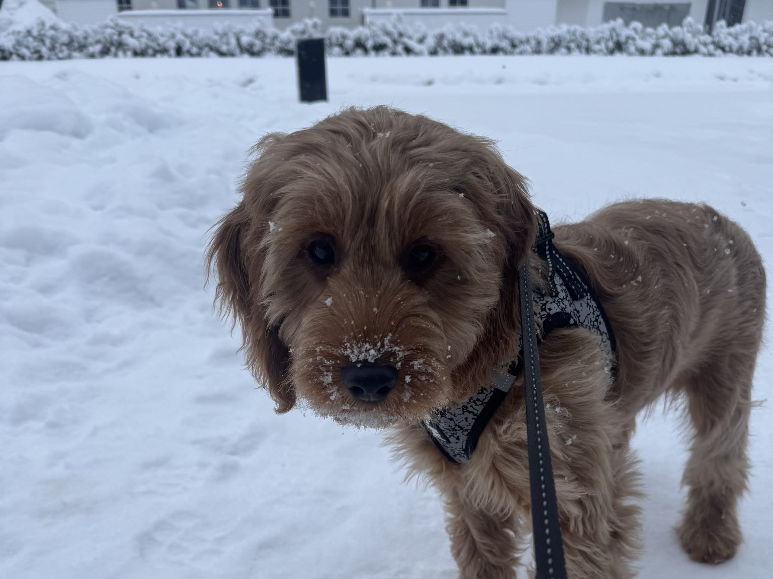 Cockerpoo