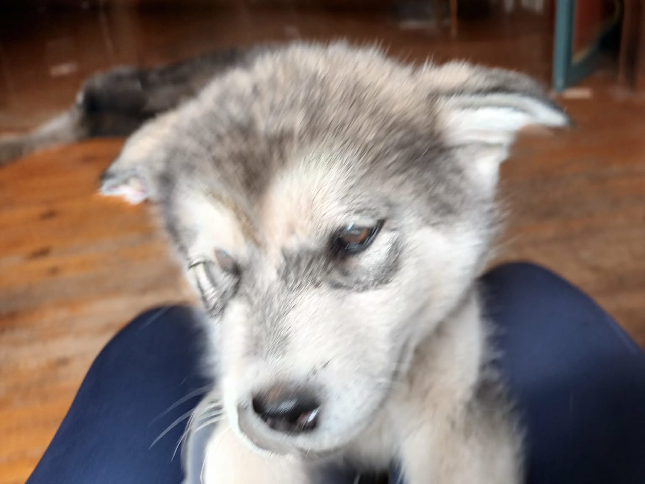 Kennel Kitchaq