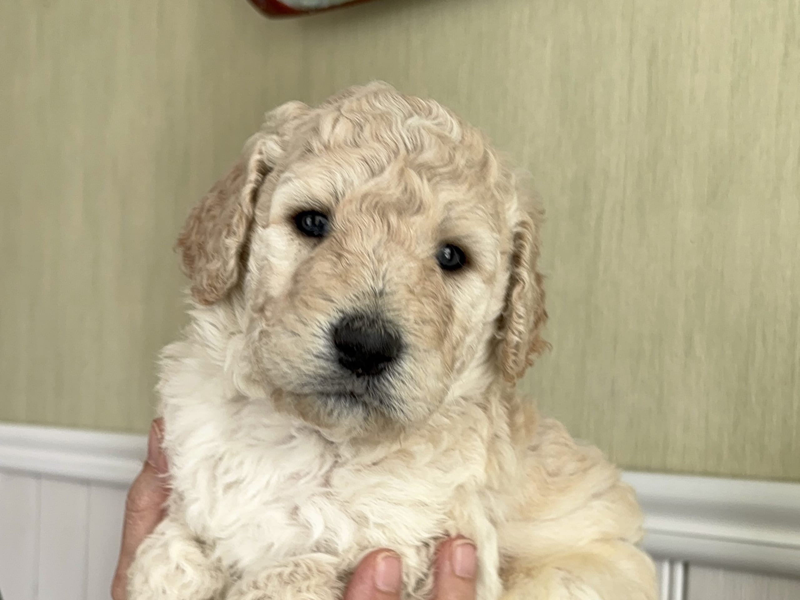 Labradoodle