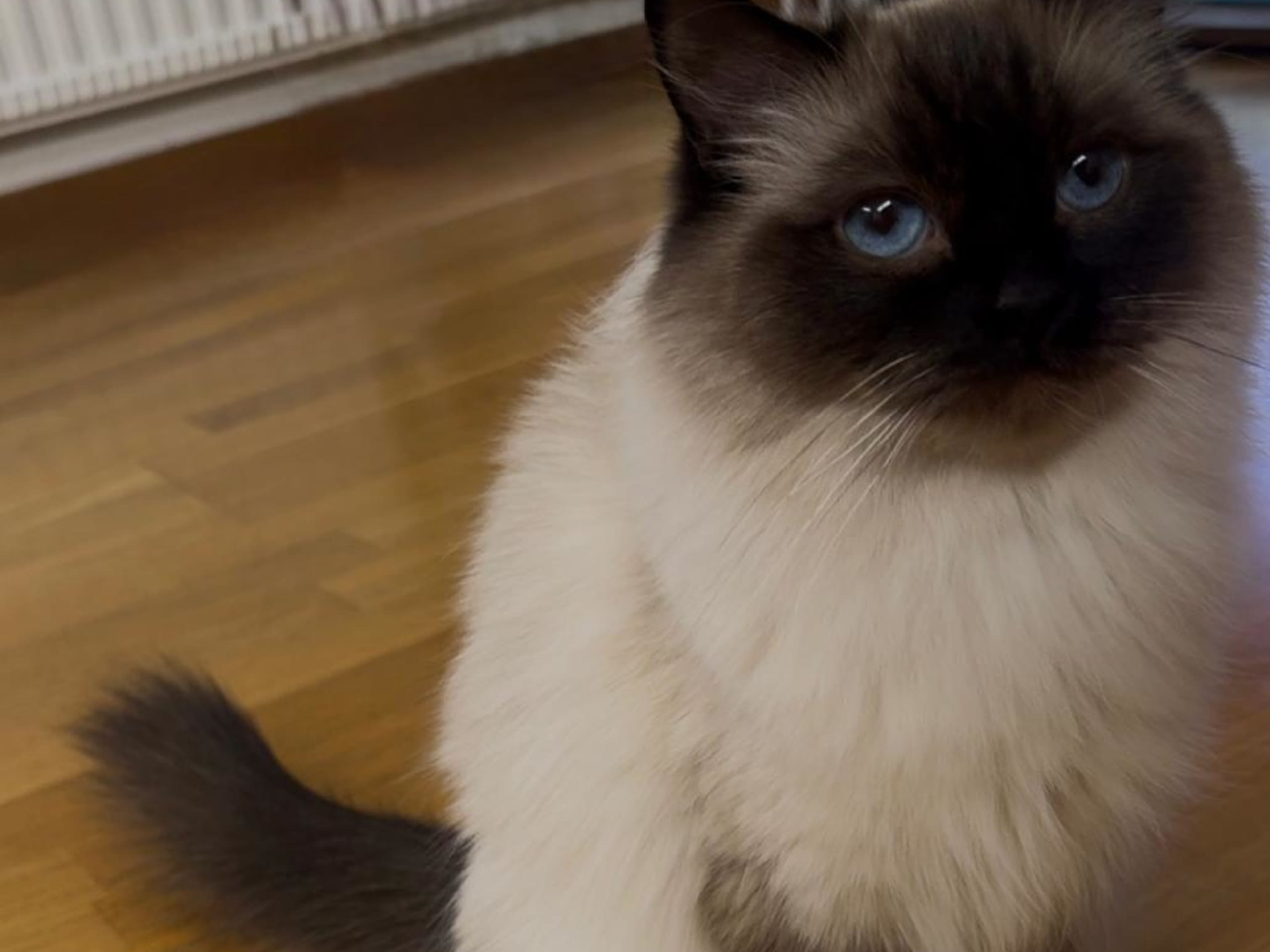 Ragdoll · Södertälje · Nibras M.