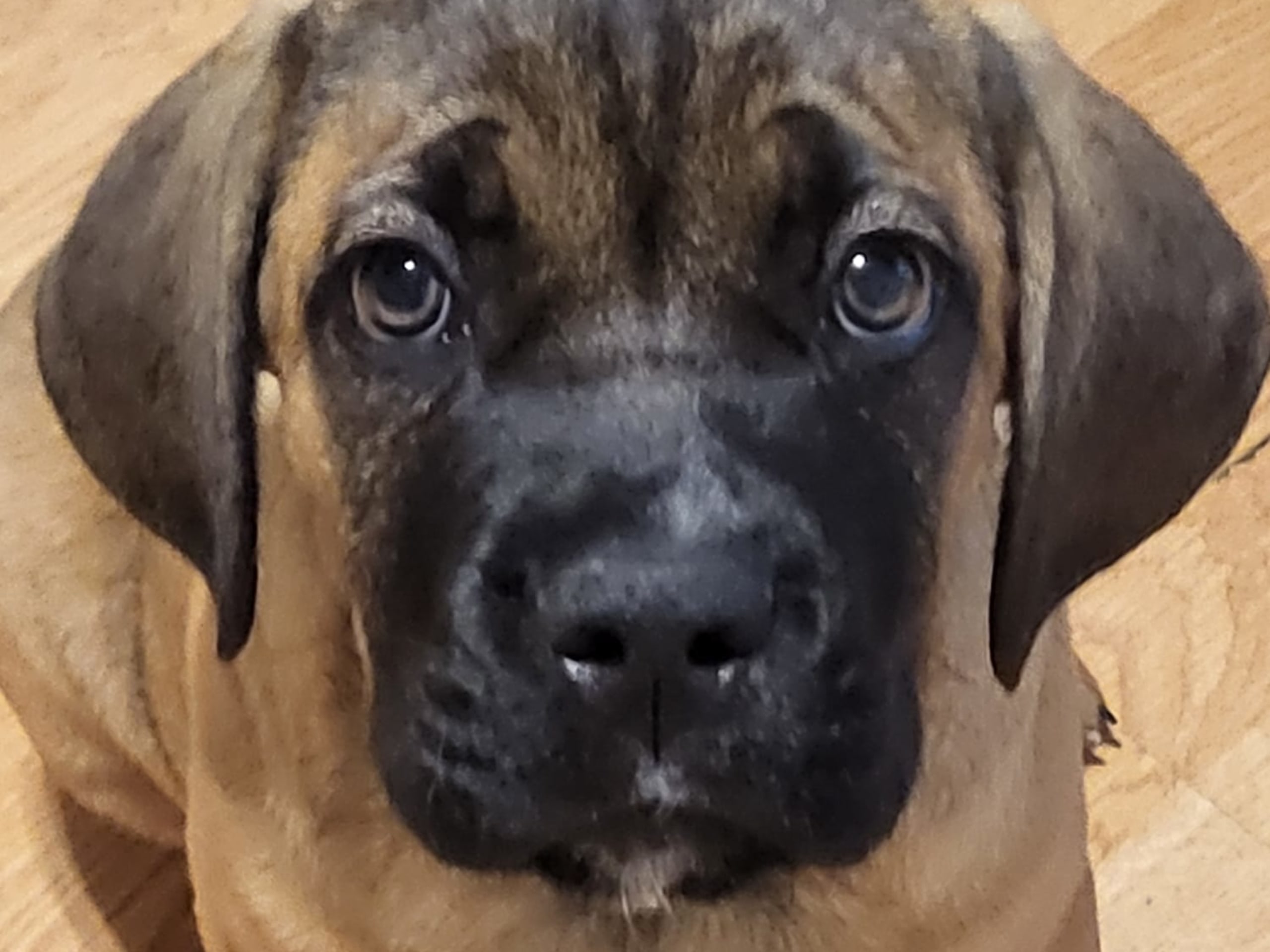 Cane corso