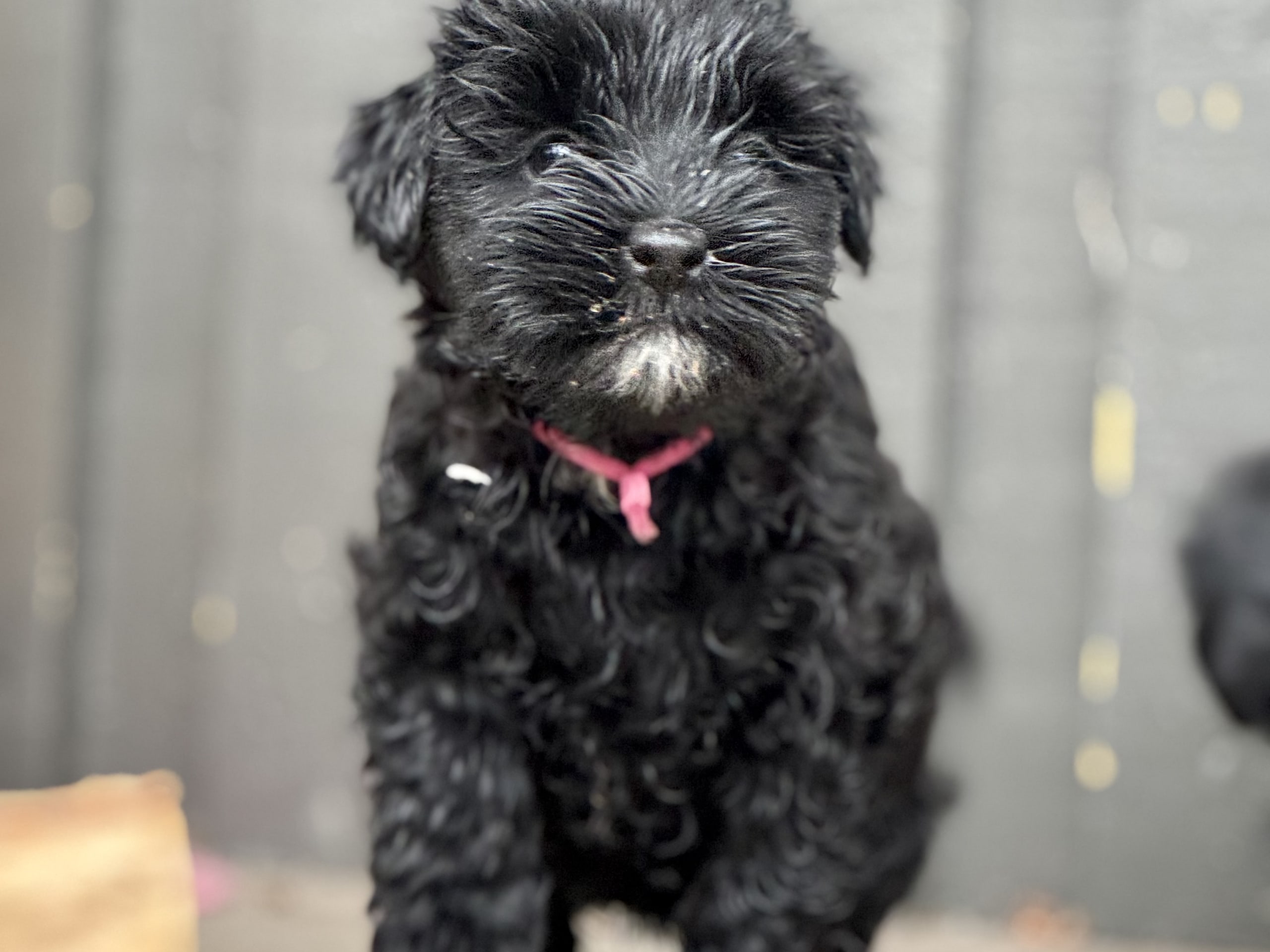 Tibetansk terrier