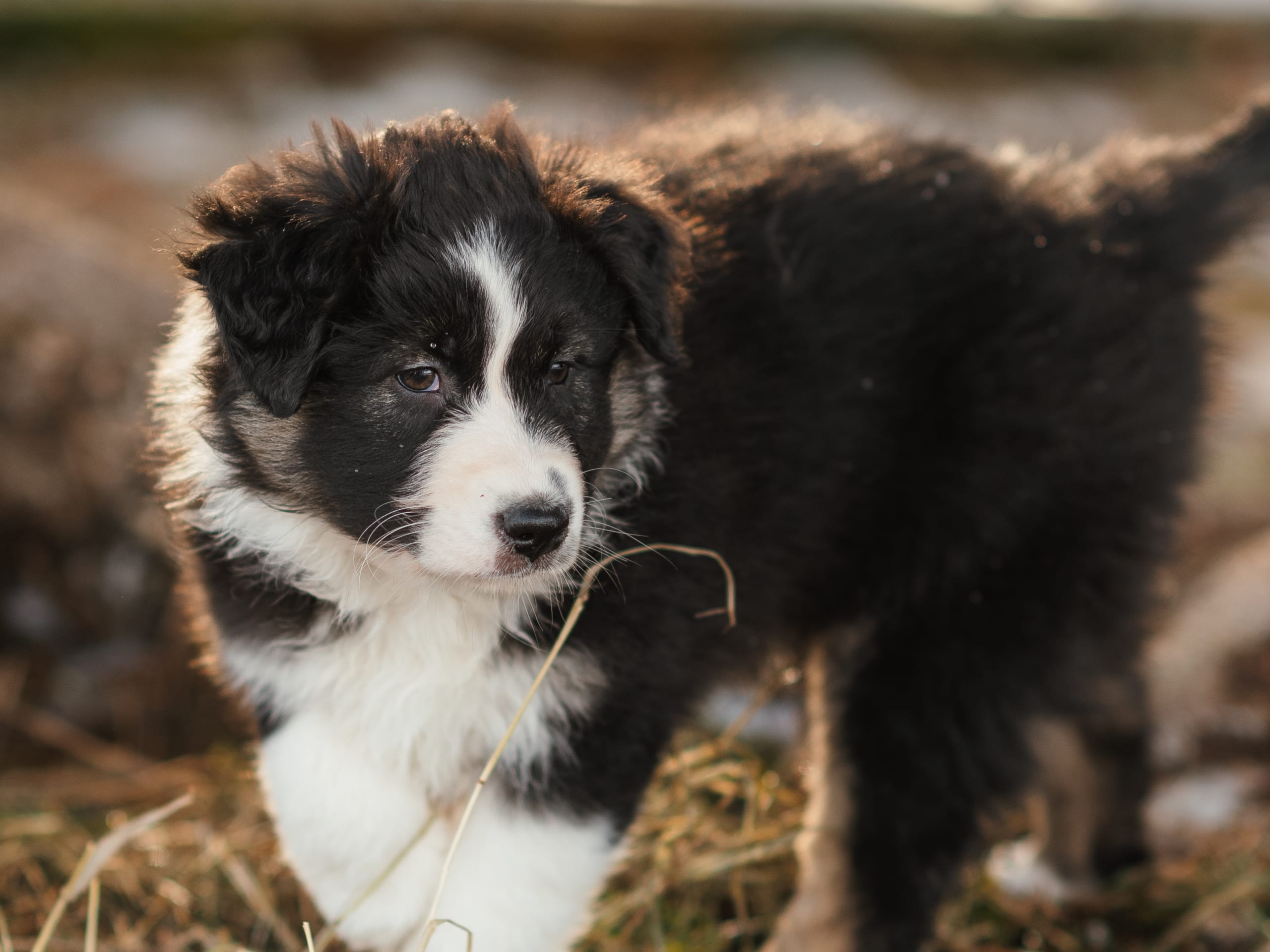 Australian shepherd
