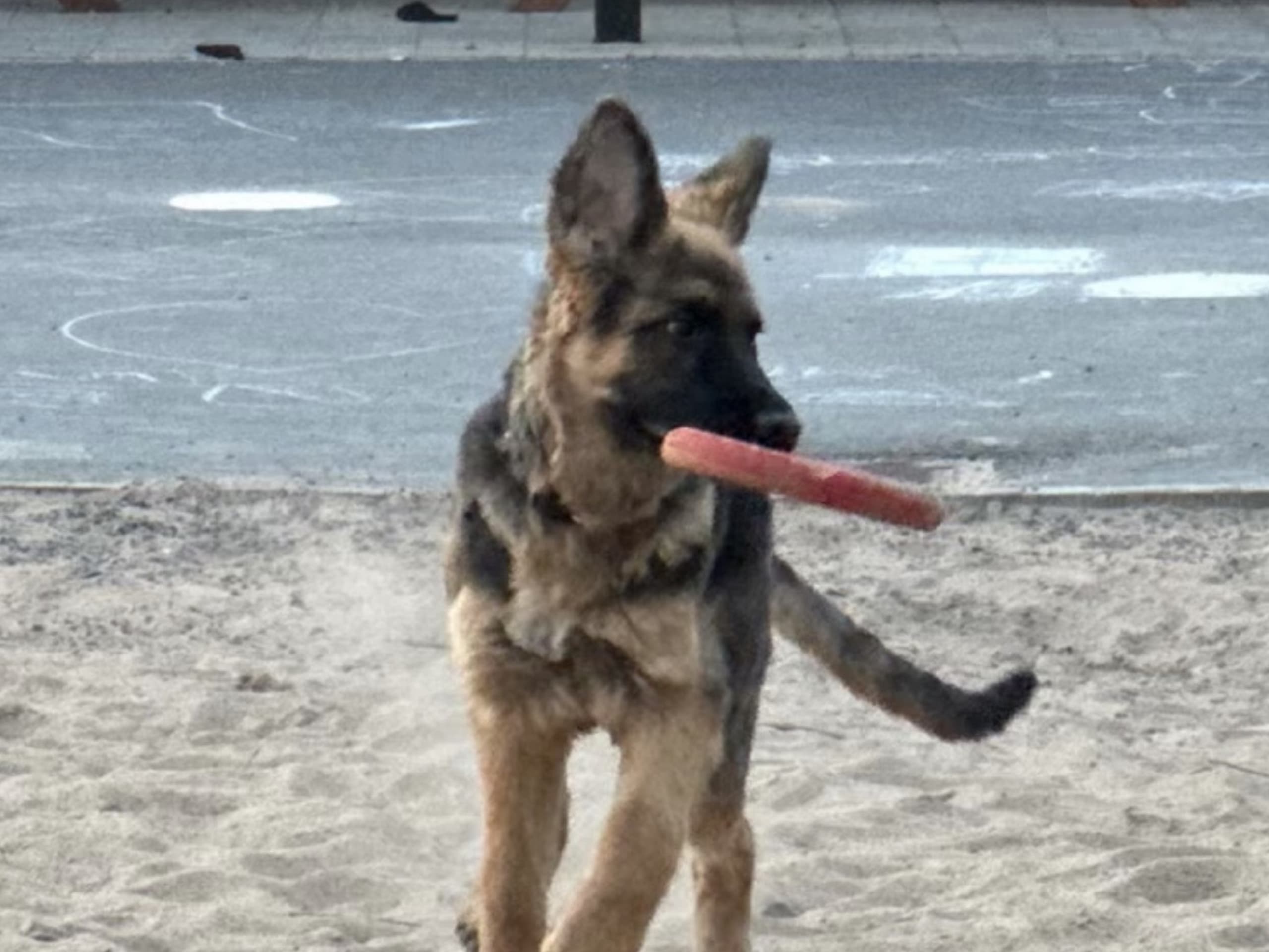 German Shepherd Dog · Vittinge · Estridh S.