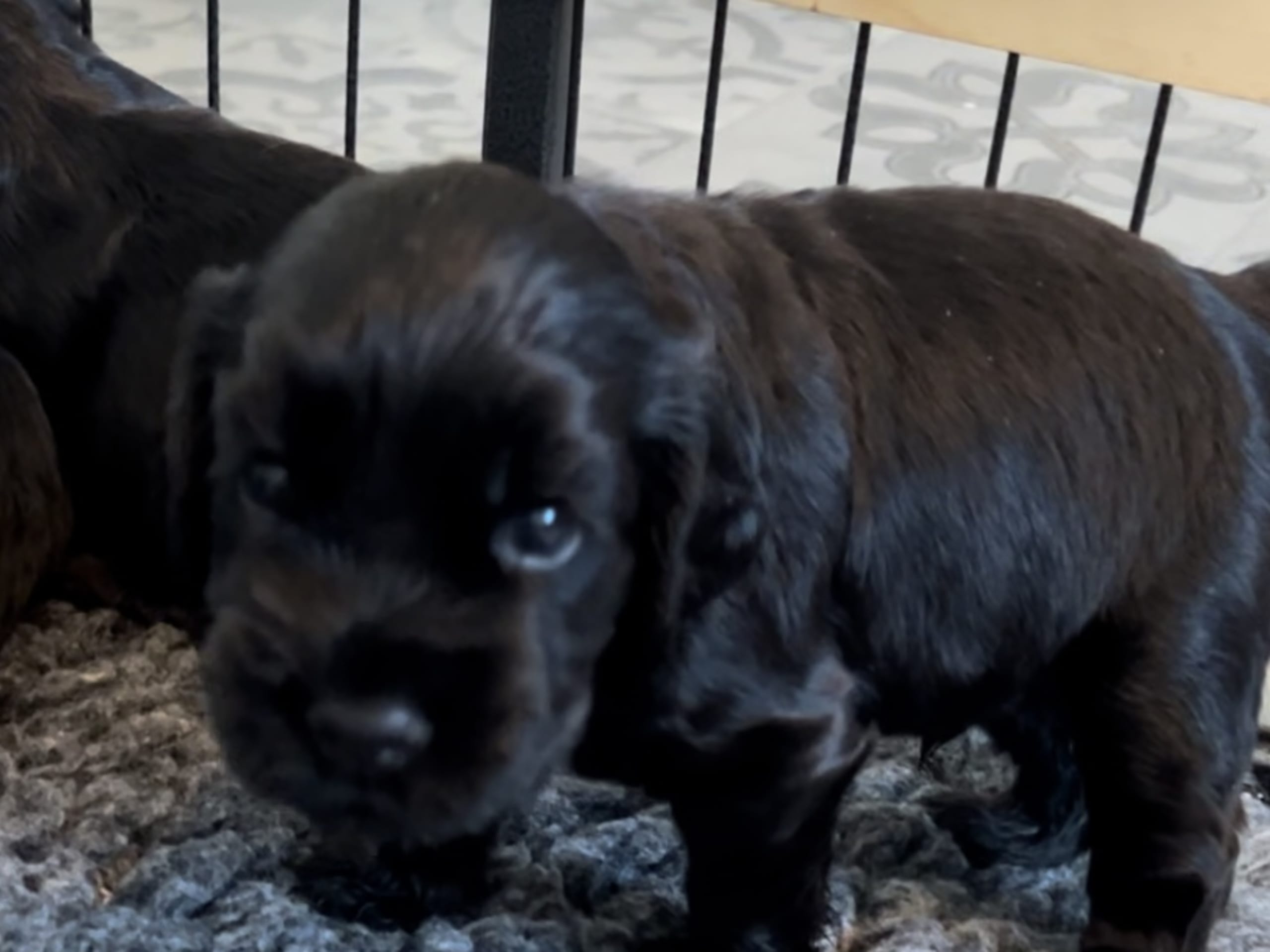 Cocker spaniel