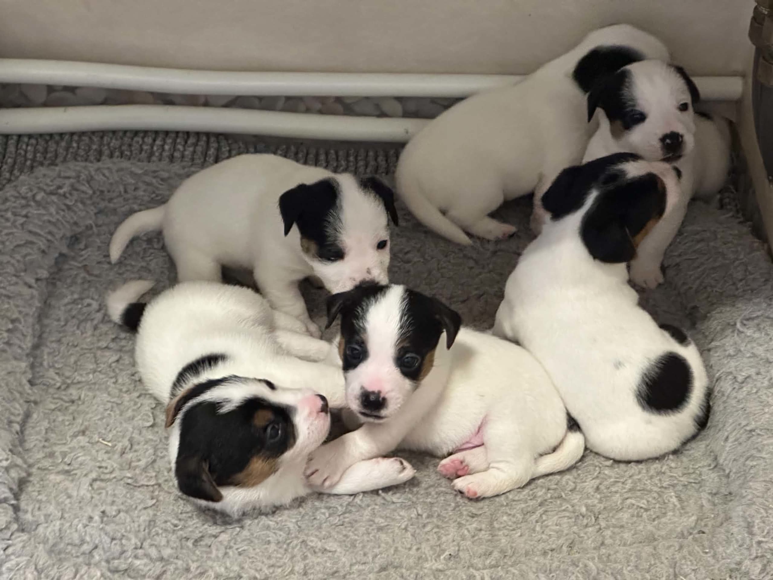 Jack russell terrier · Knivsta · LIMELIGHT Kennels