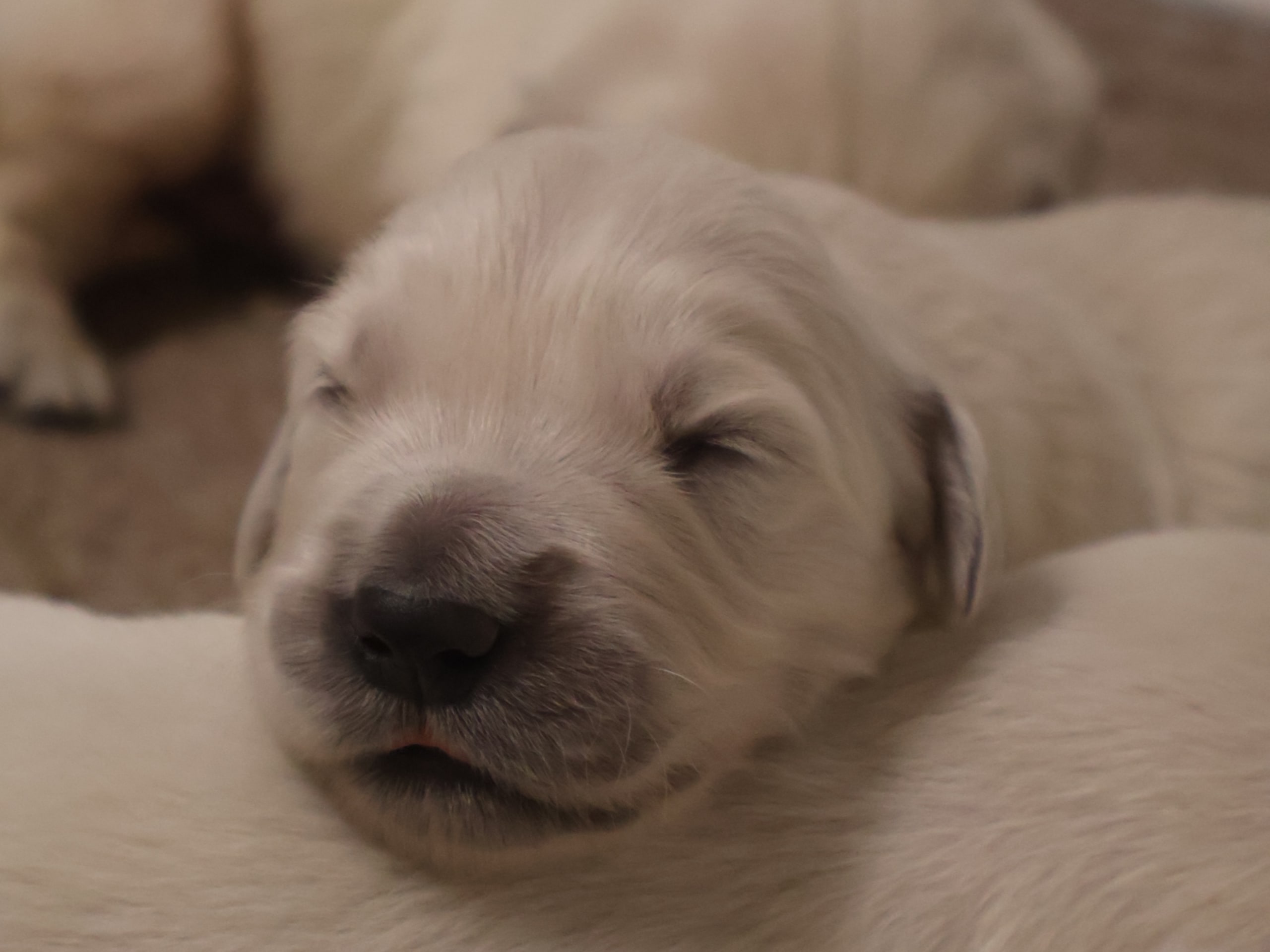 Golden retriever
