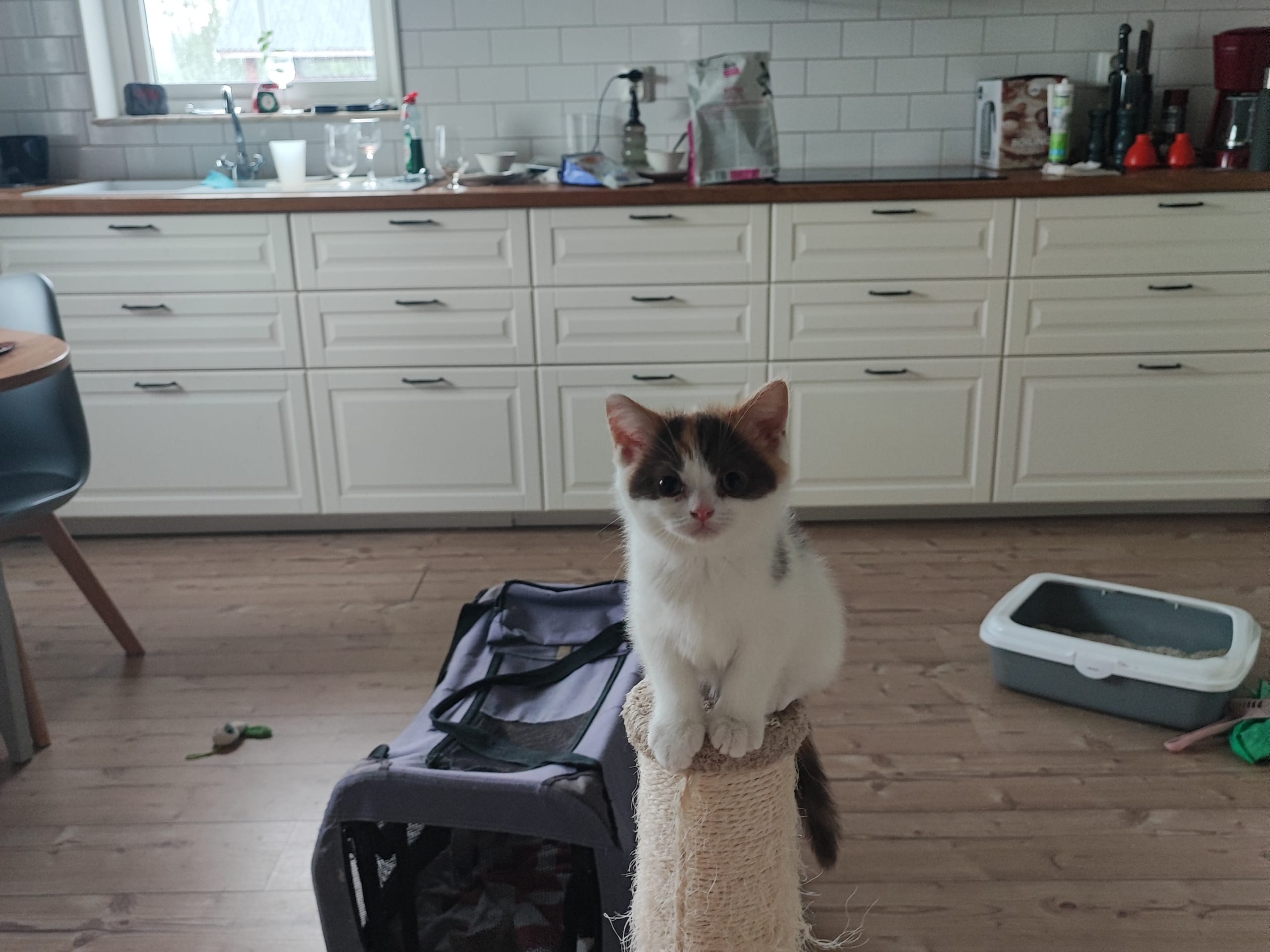 British Shorthair · Ljungsbro · Meåma's