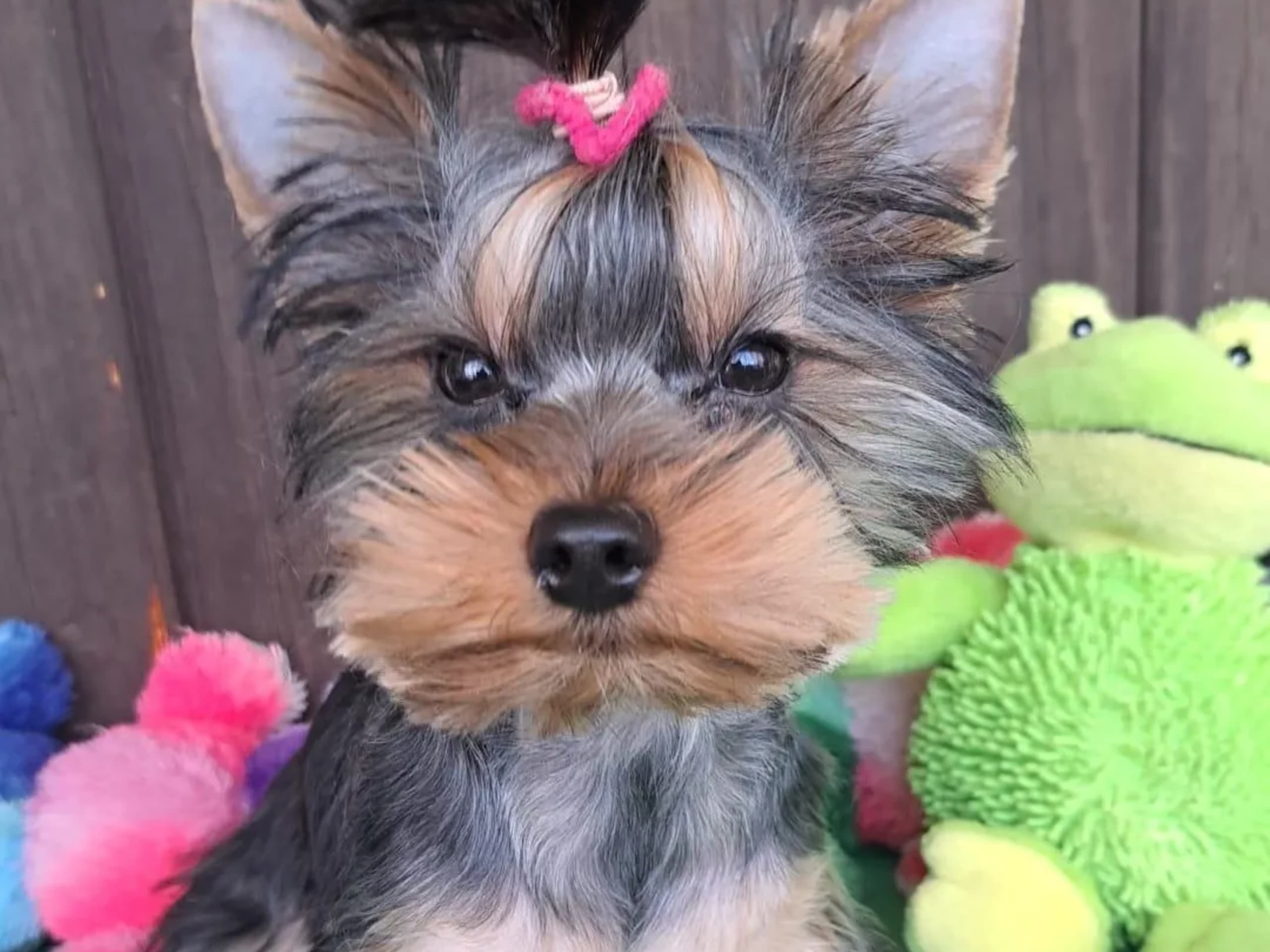 Yorkshireterrier