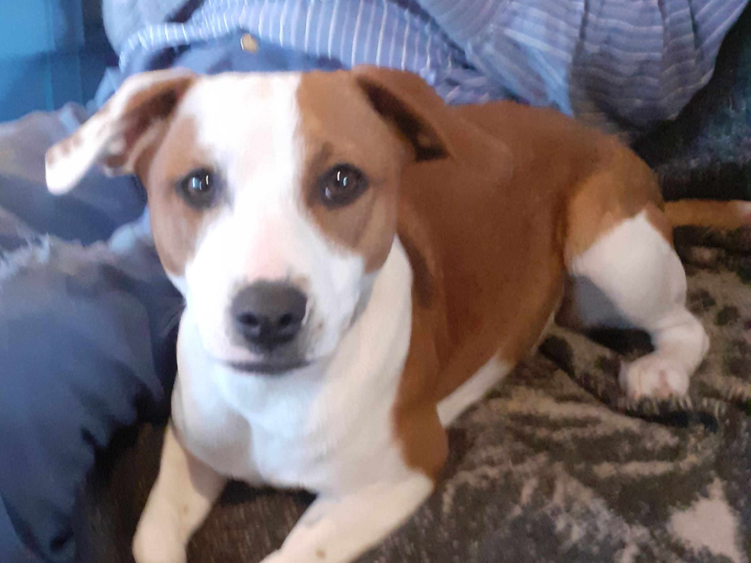 Dansk-svensk gårdshund/Staffordshire bullterrier · Lerdala · Kampavall