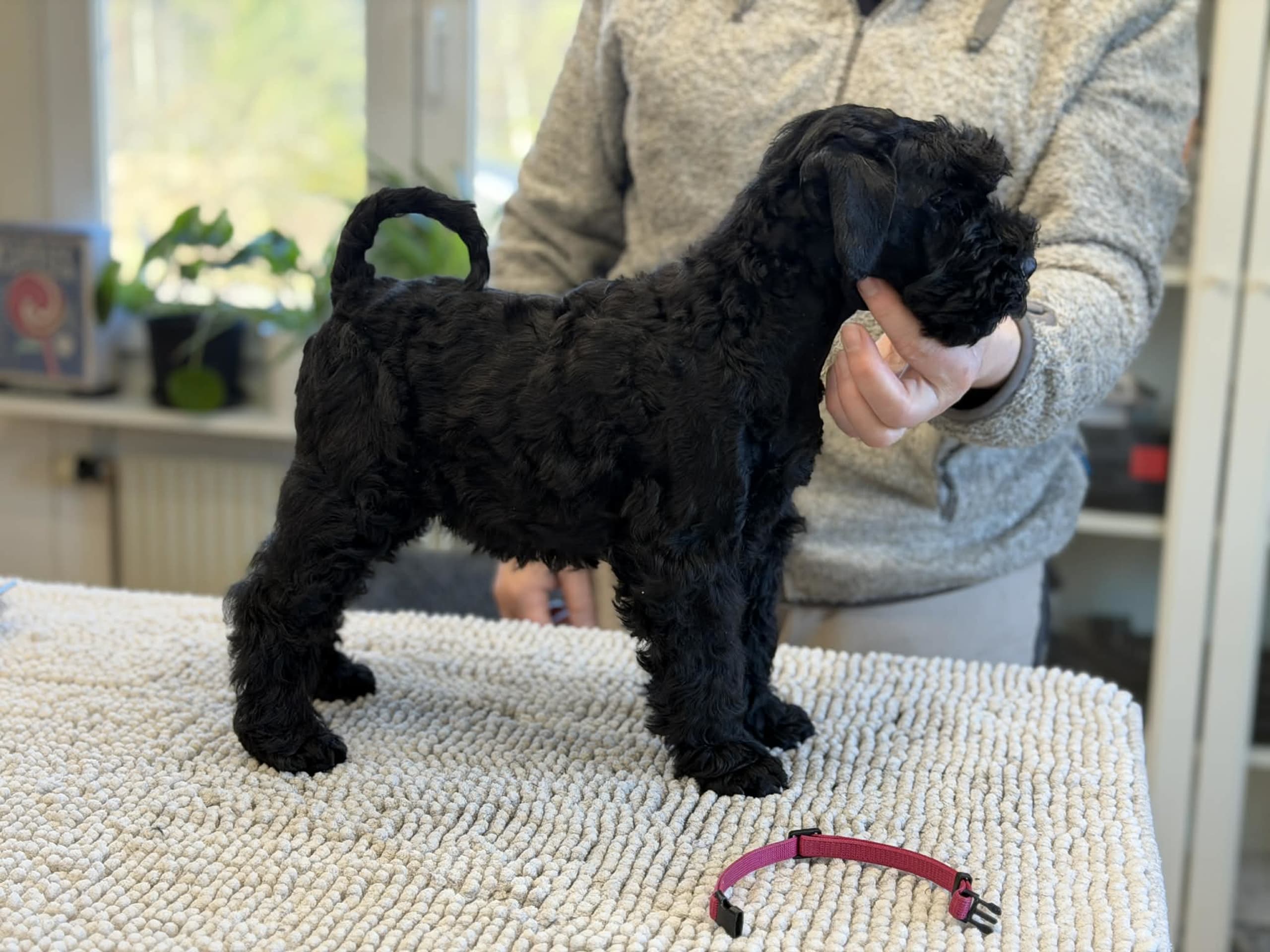 Kerry blue terrier
