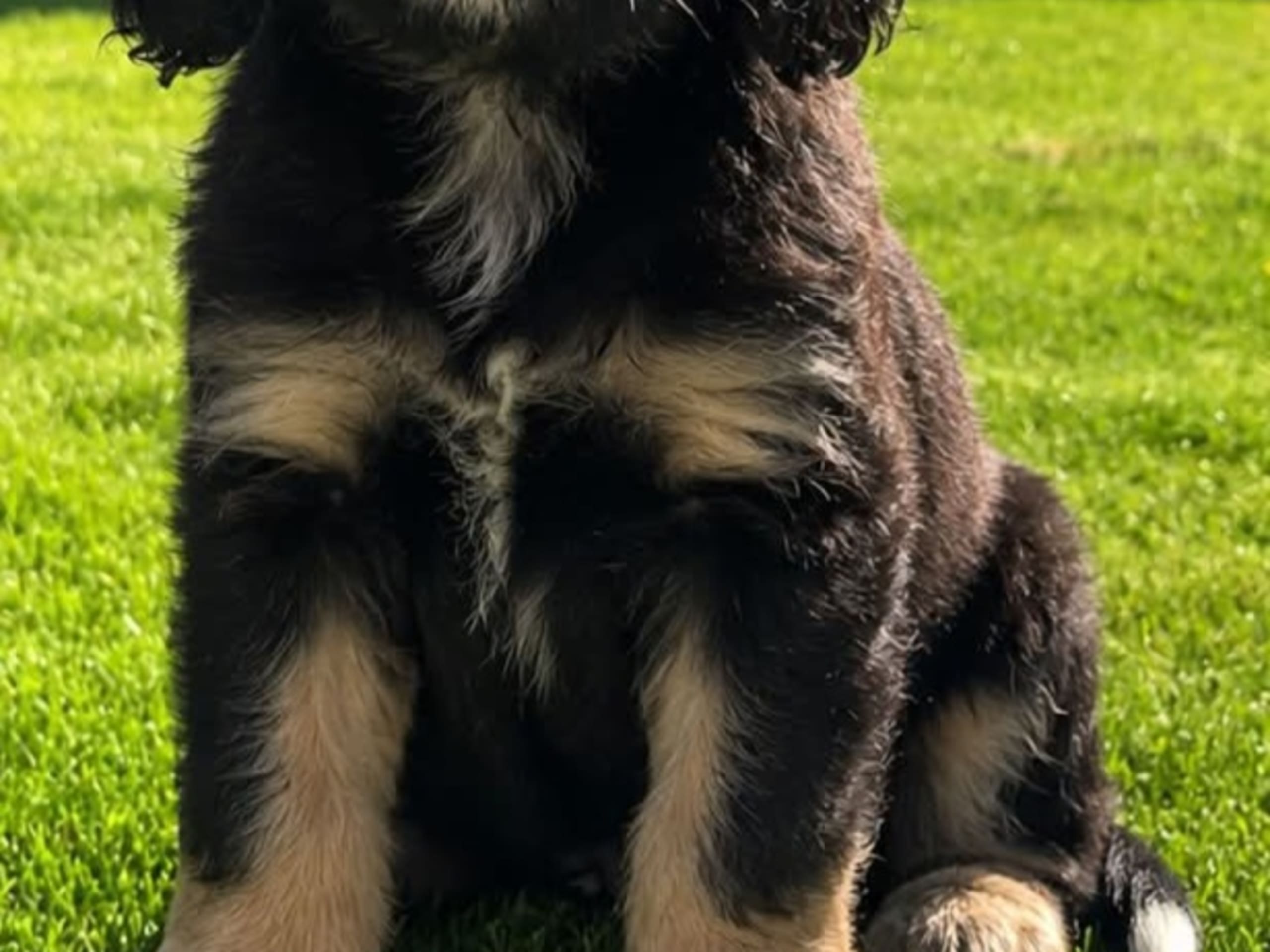 Cavapoo