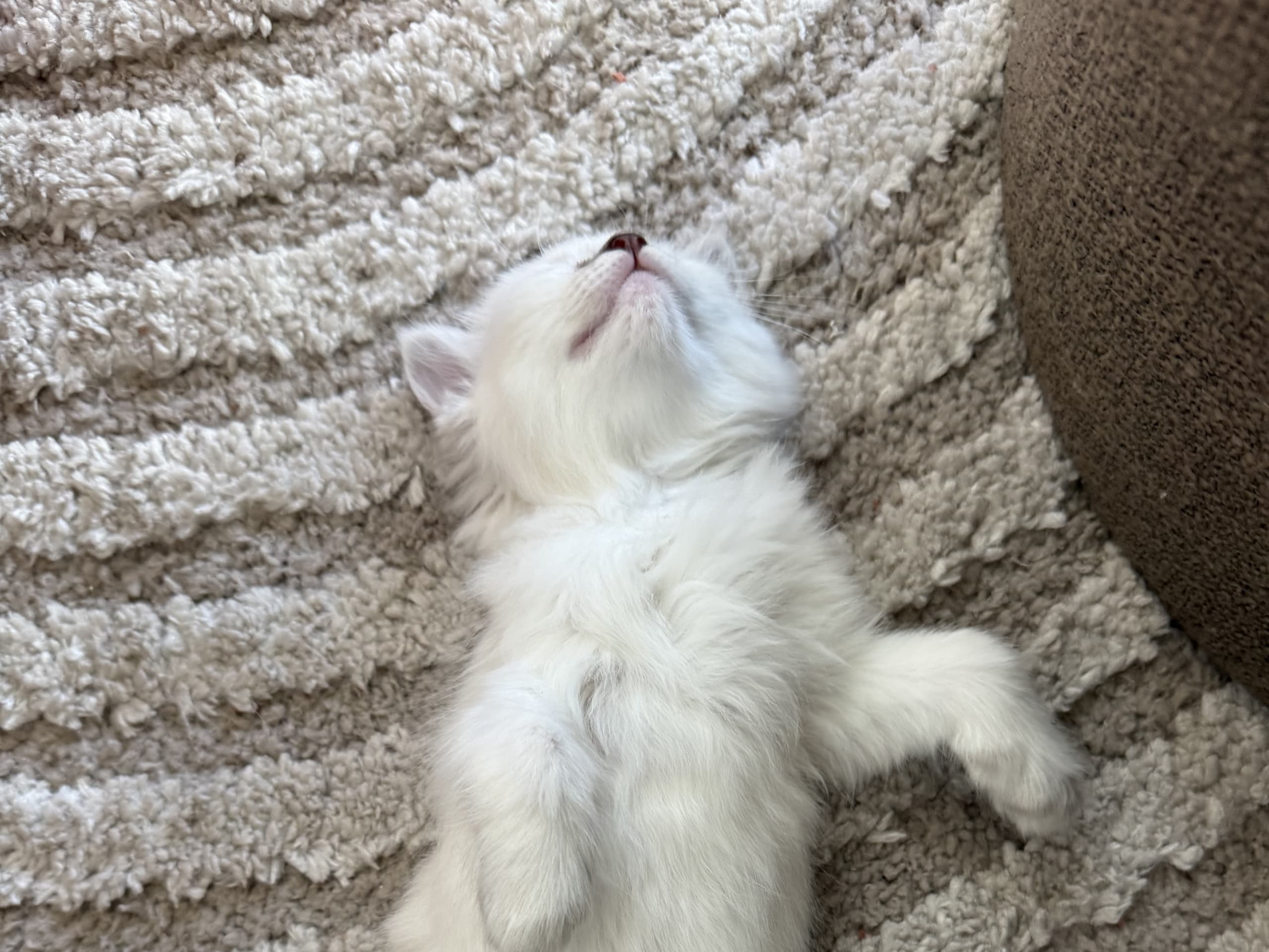Ragdoll