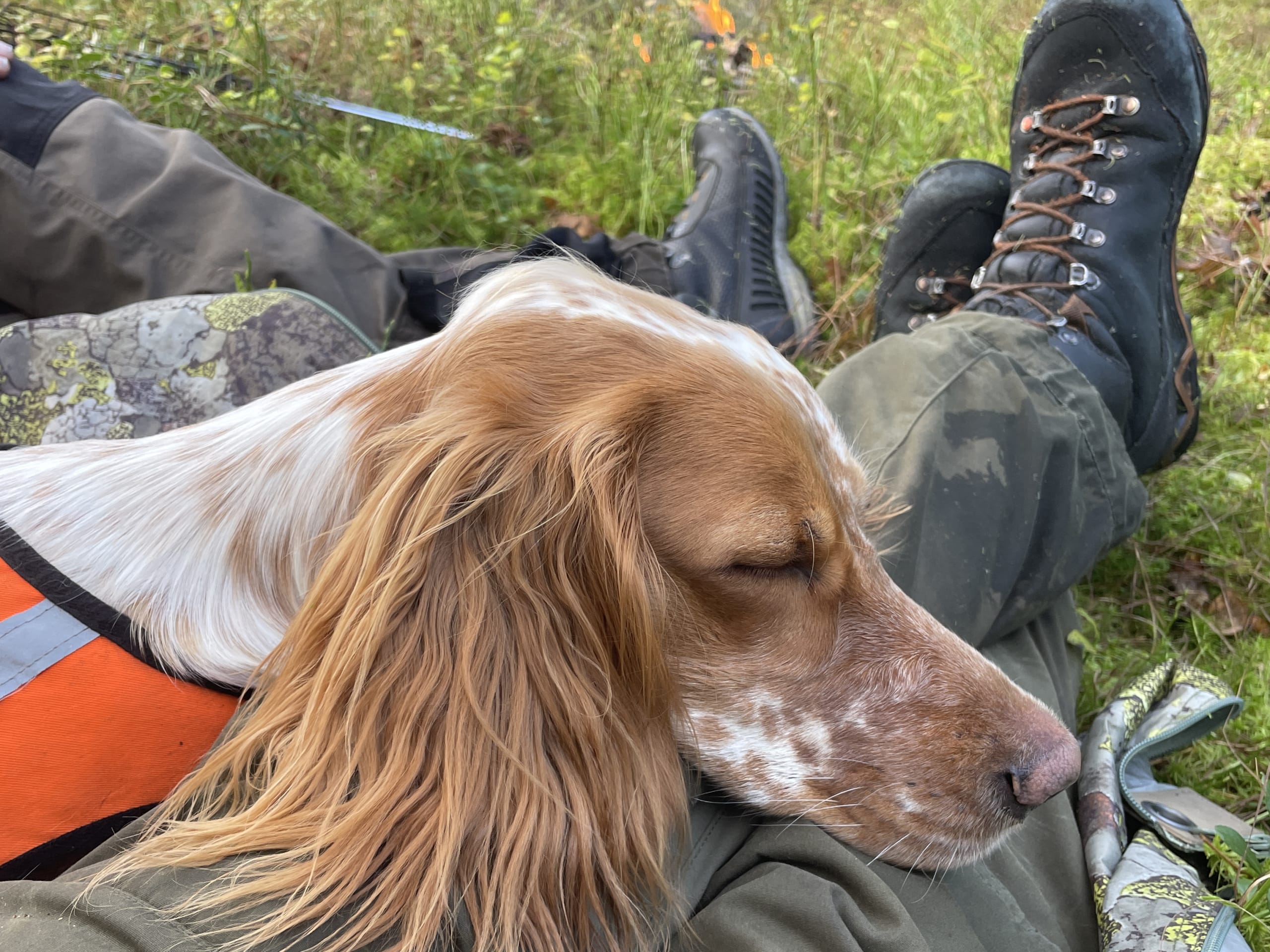 Engelsk setter