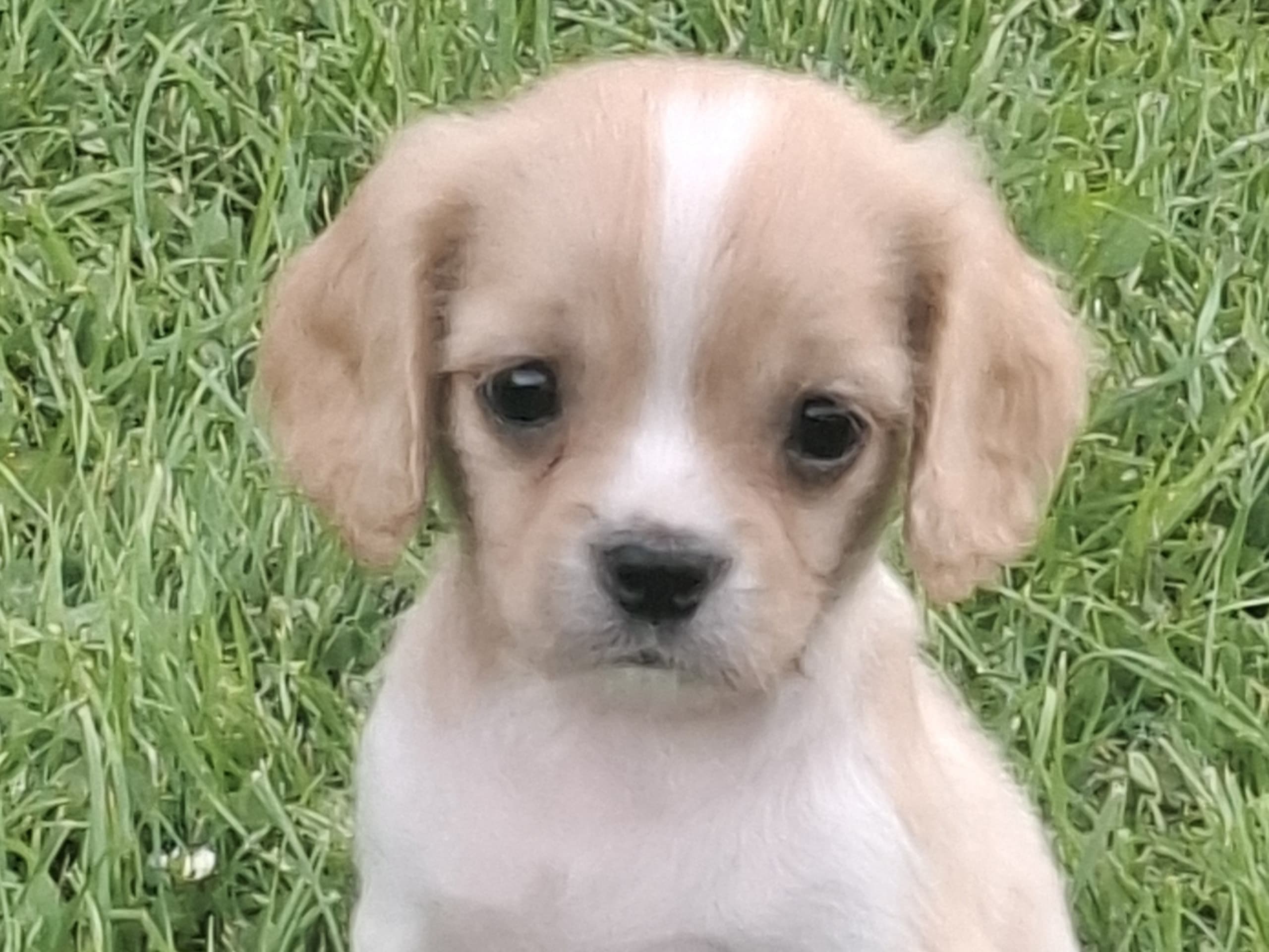 Cavapoo · Virsbo · Malin A.