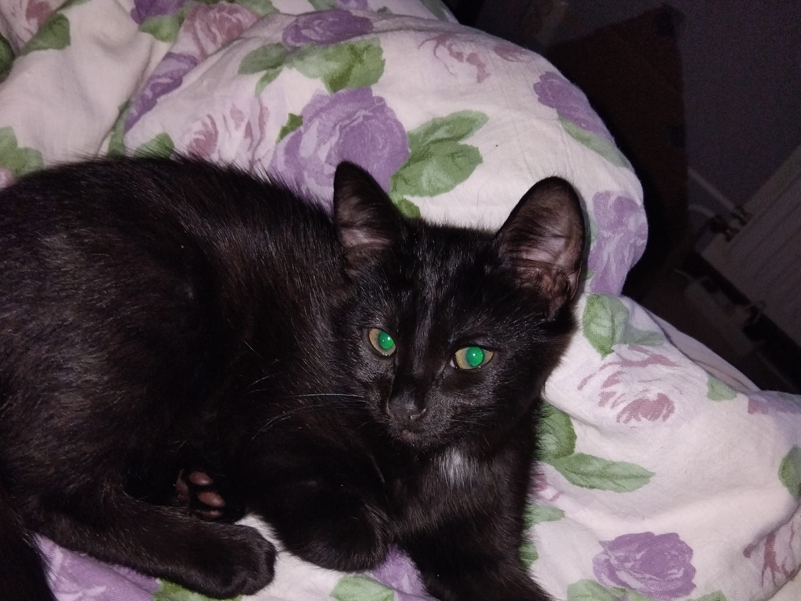 Perser / Bondkatt · Årjäng · Malin B.