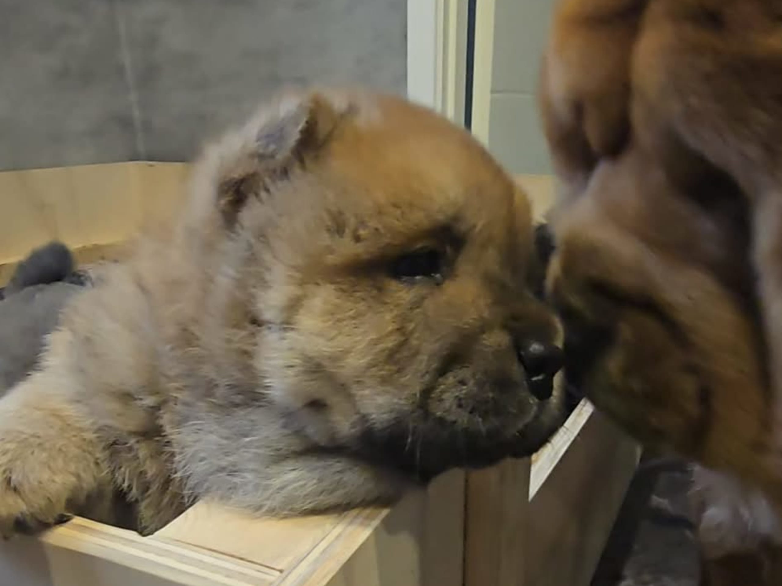 Chow Chow · Deje · Shinga's