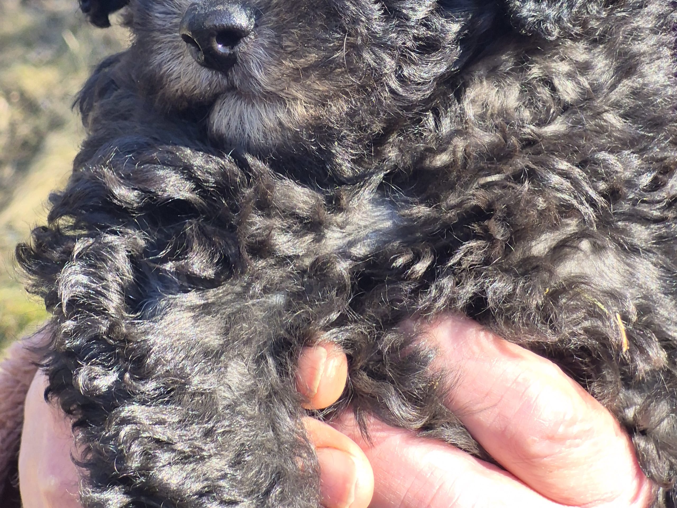 Shihpoo