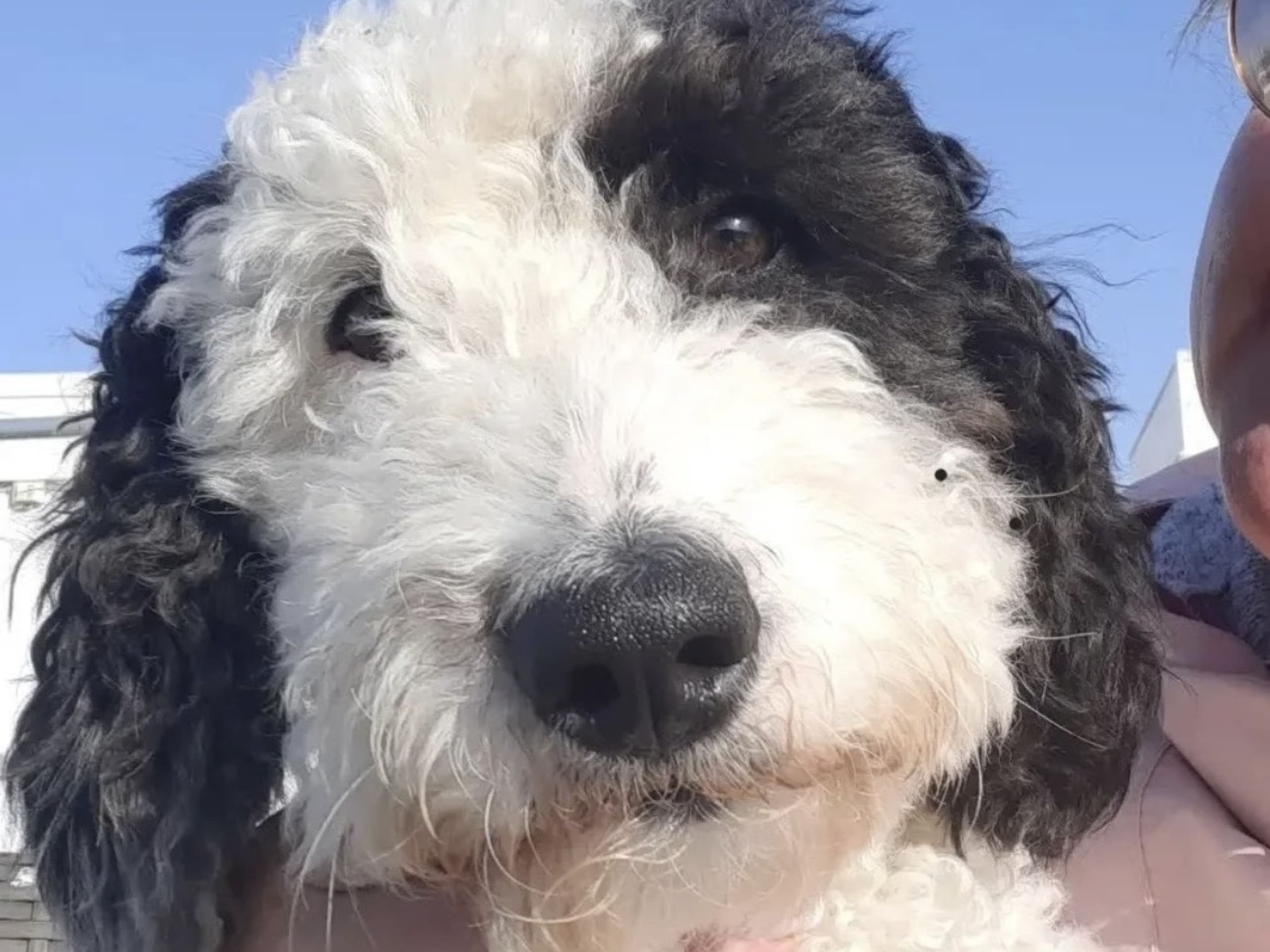 Labradoodle