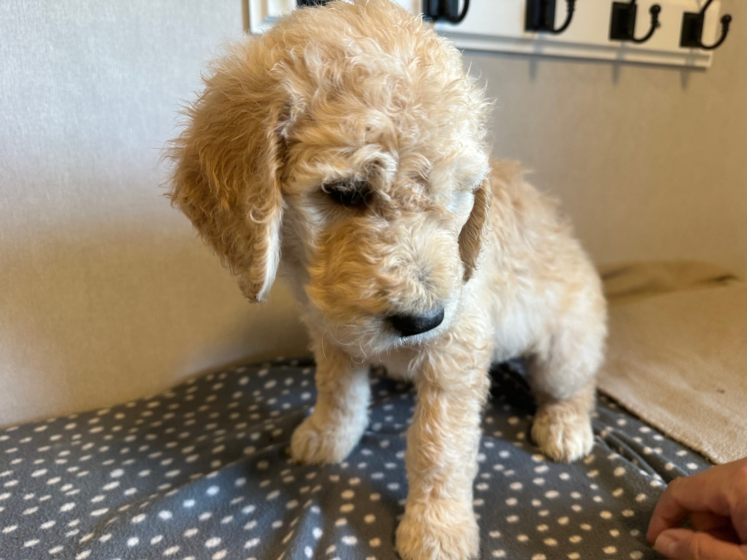 Goldendoodle