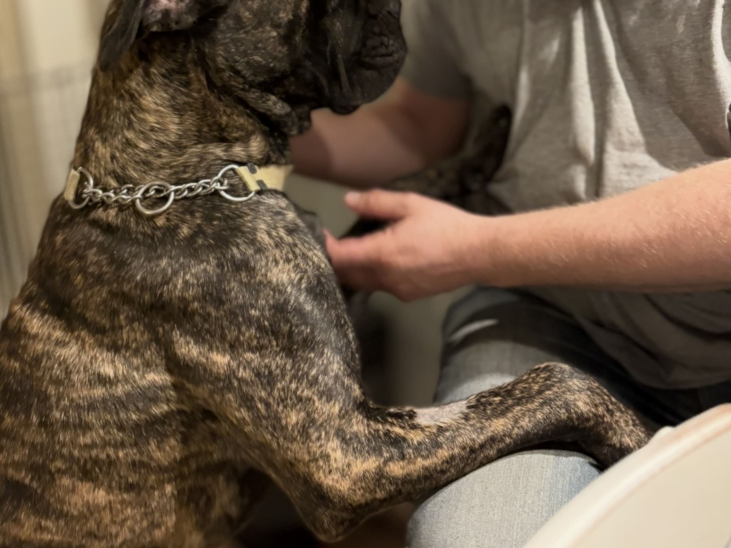 Cane corso