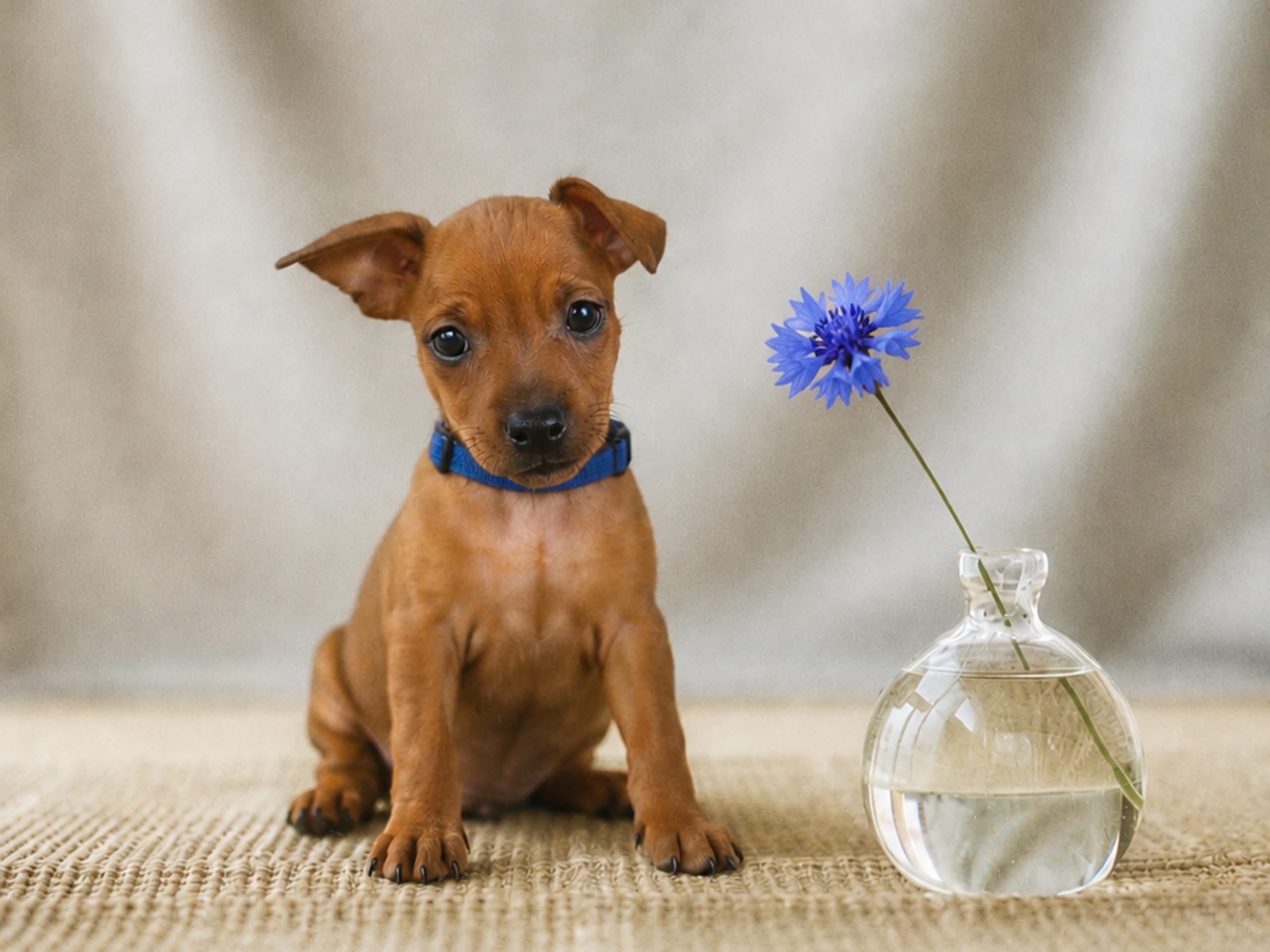 Miniature Pinscher