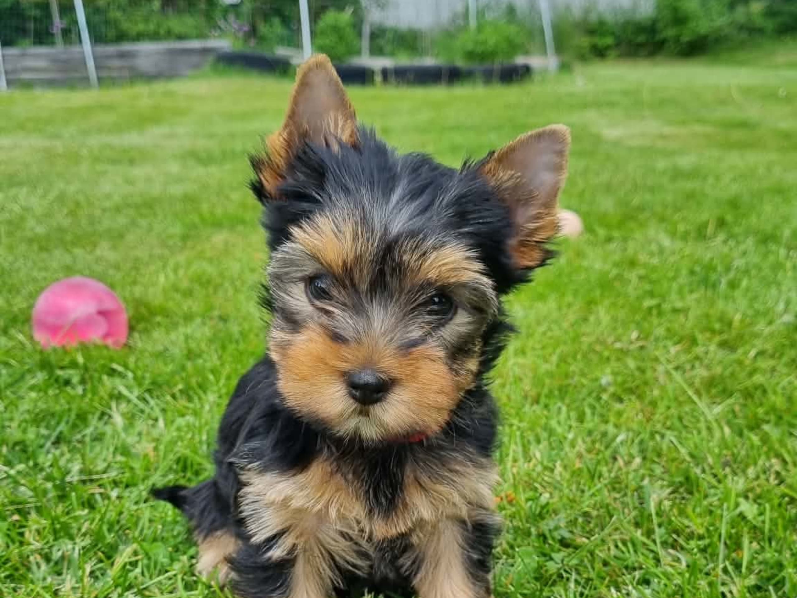 Yorkshireterrier · Kopparberg · Gacrux