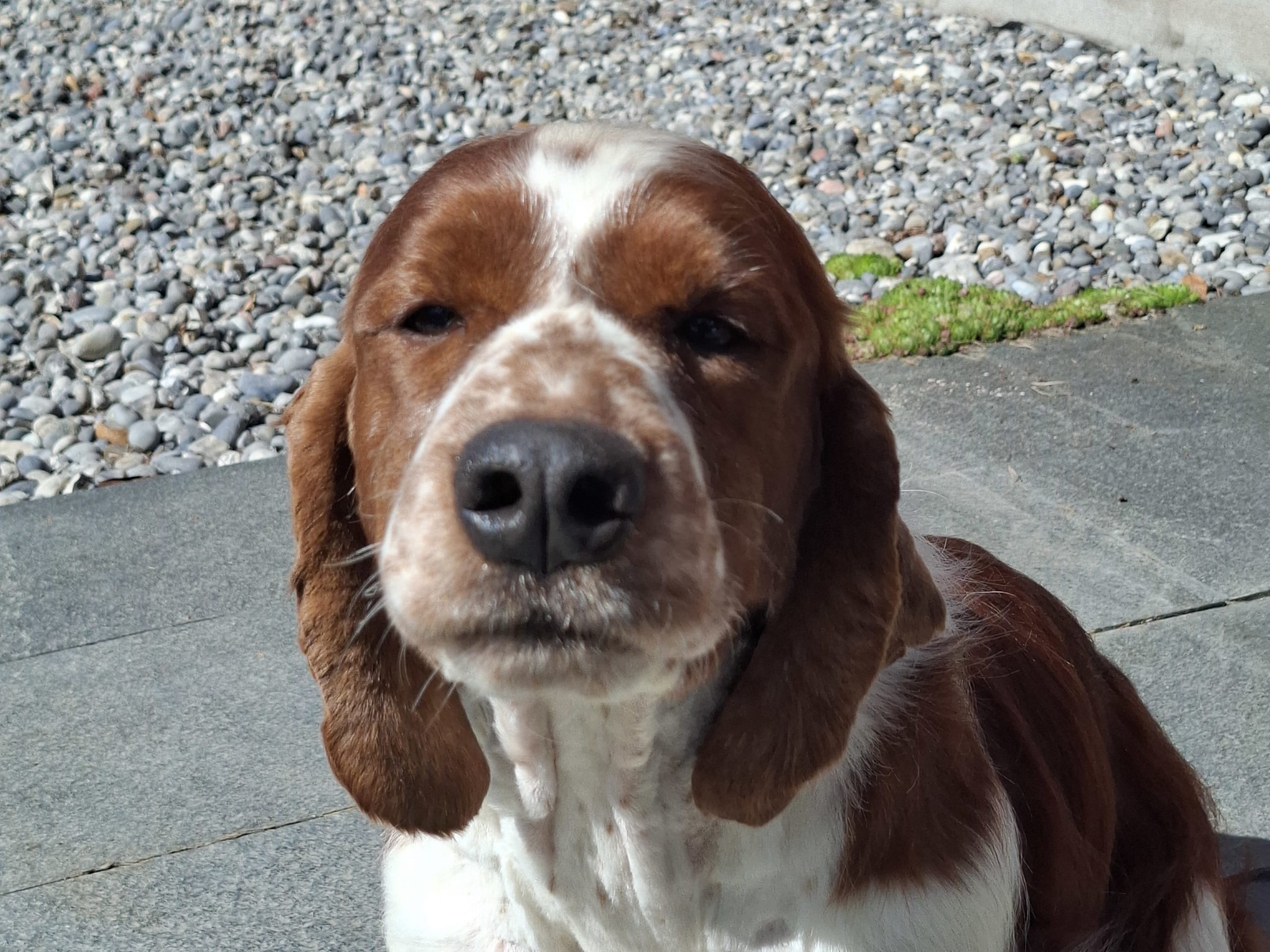Welsh springer spaniel