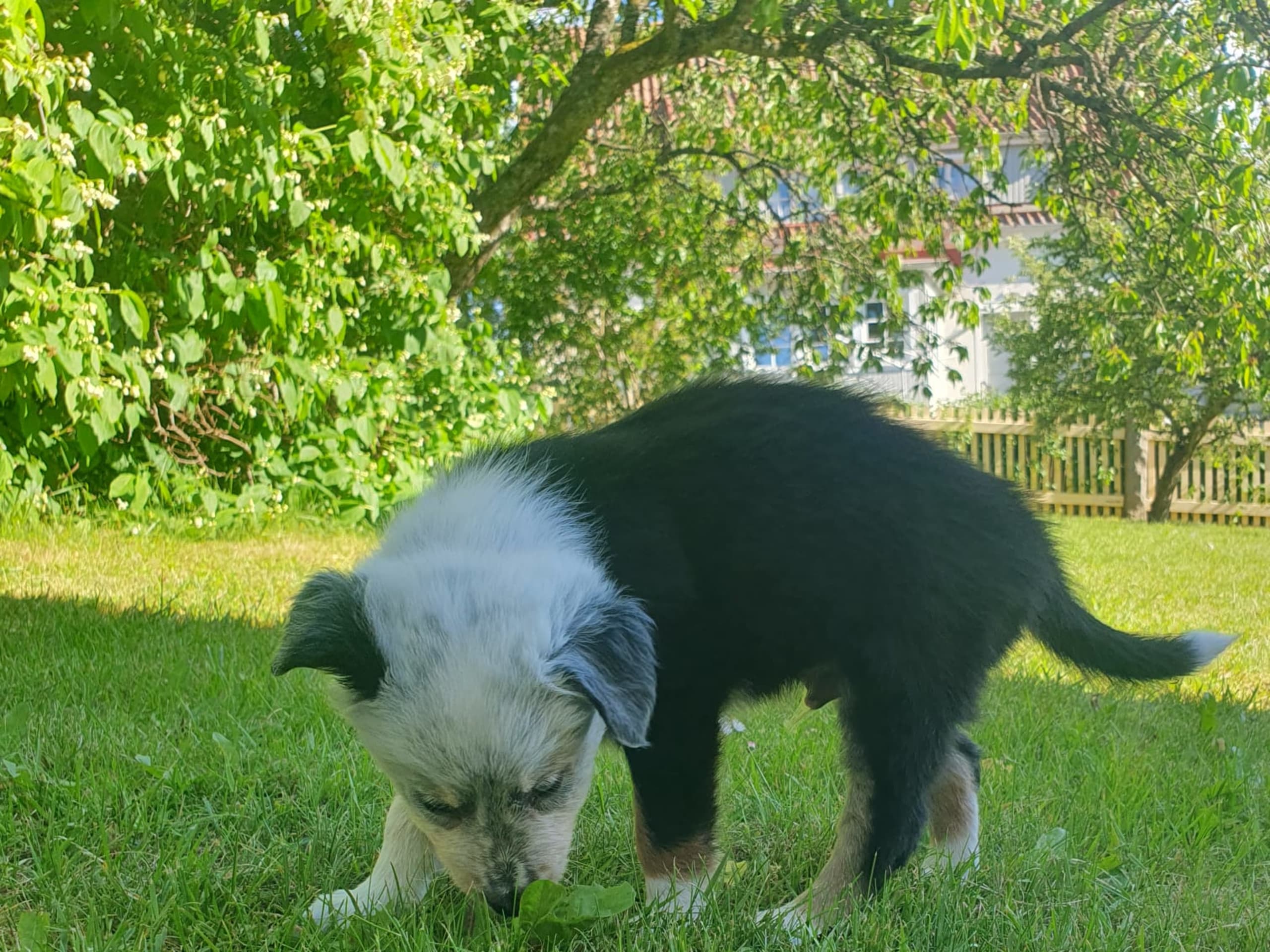 Border collie · Växjö · Canis