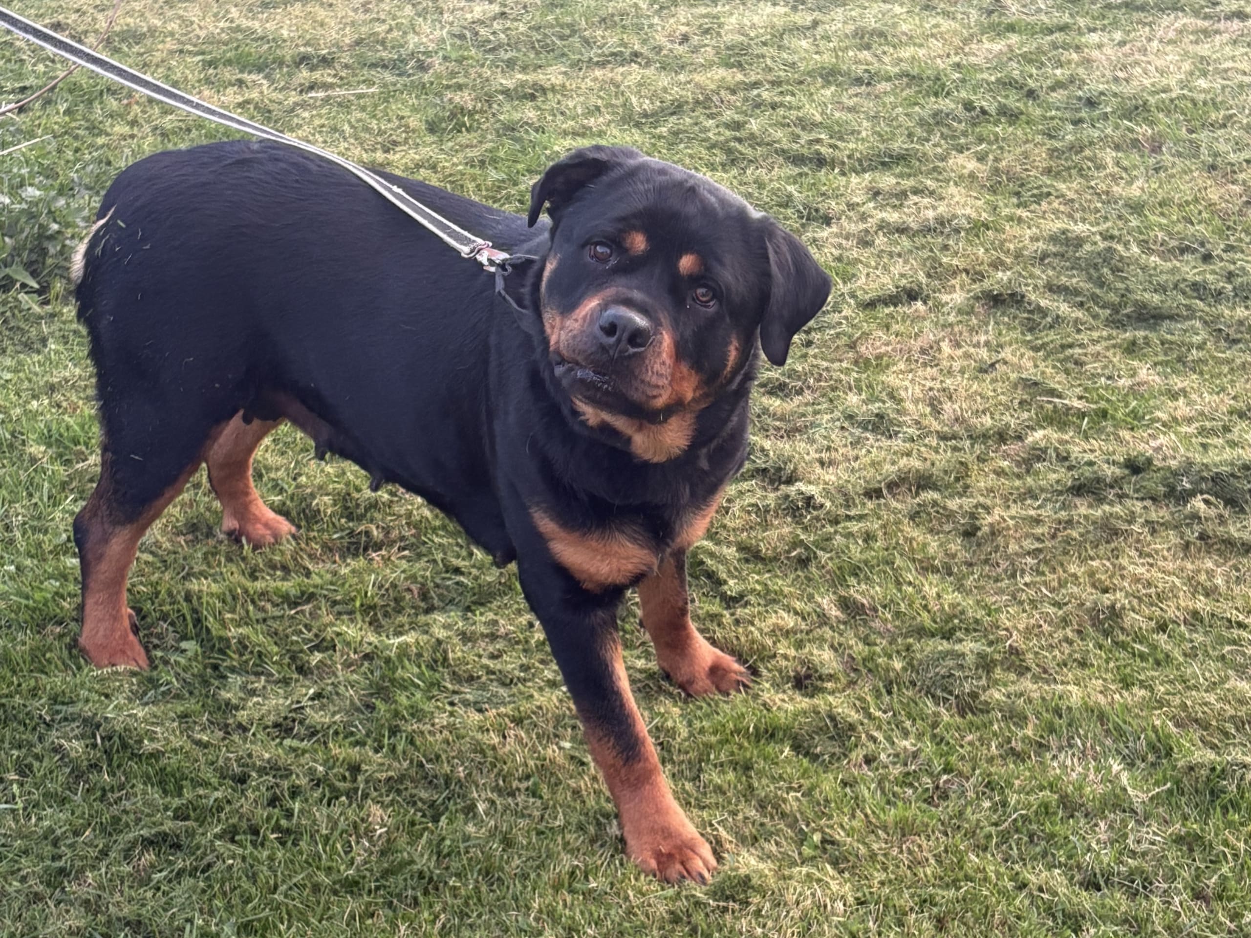 Rottweiler