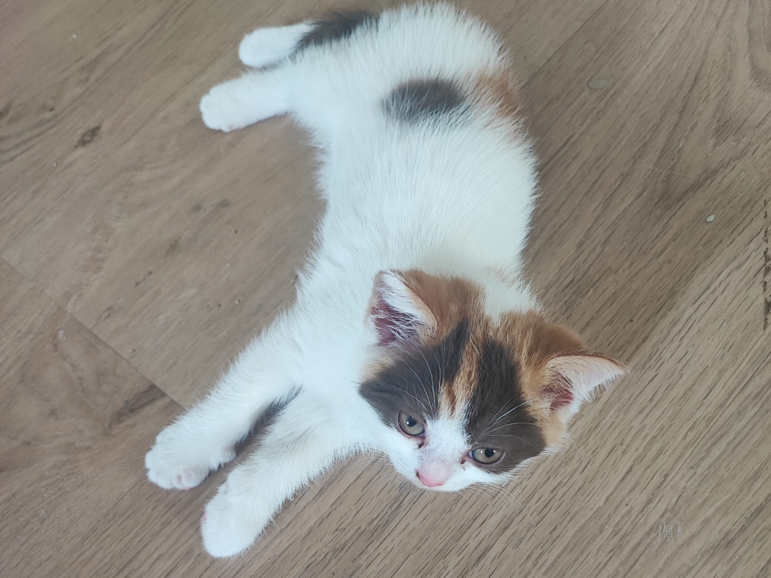 British Shorthair · Ljungsbro · Meåma's