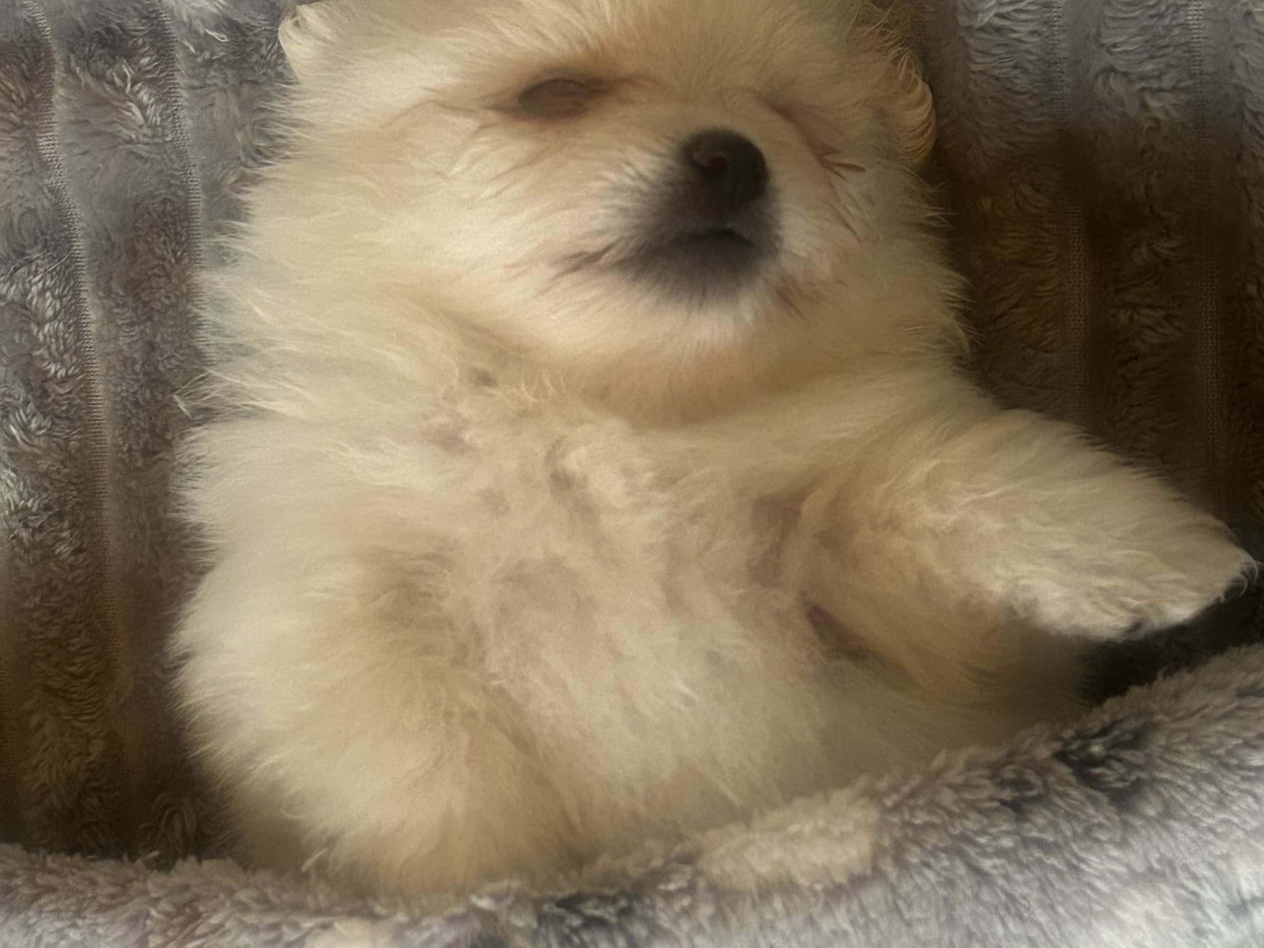 Pomeranian · Västerås · Therese L.