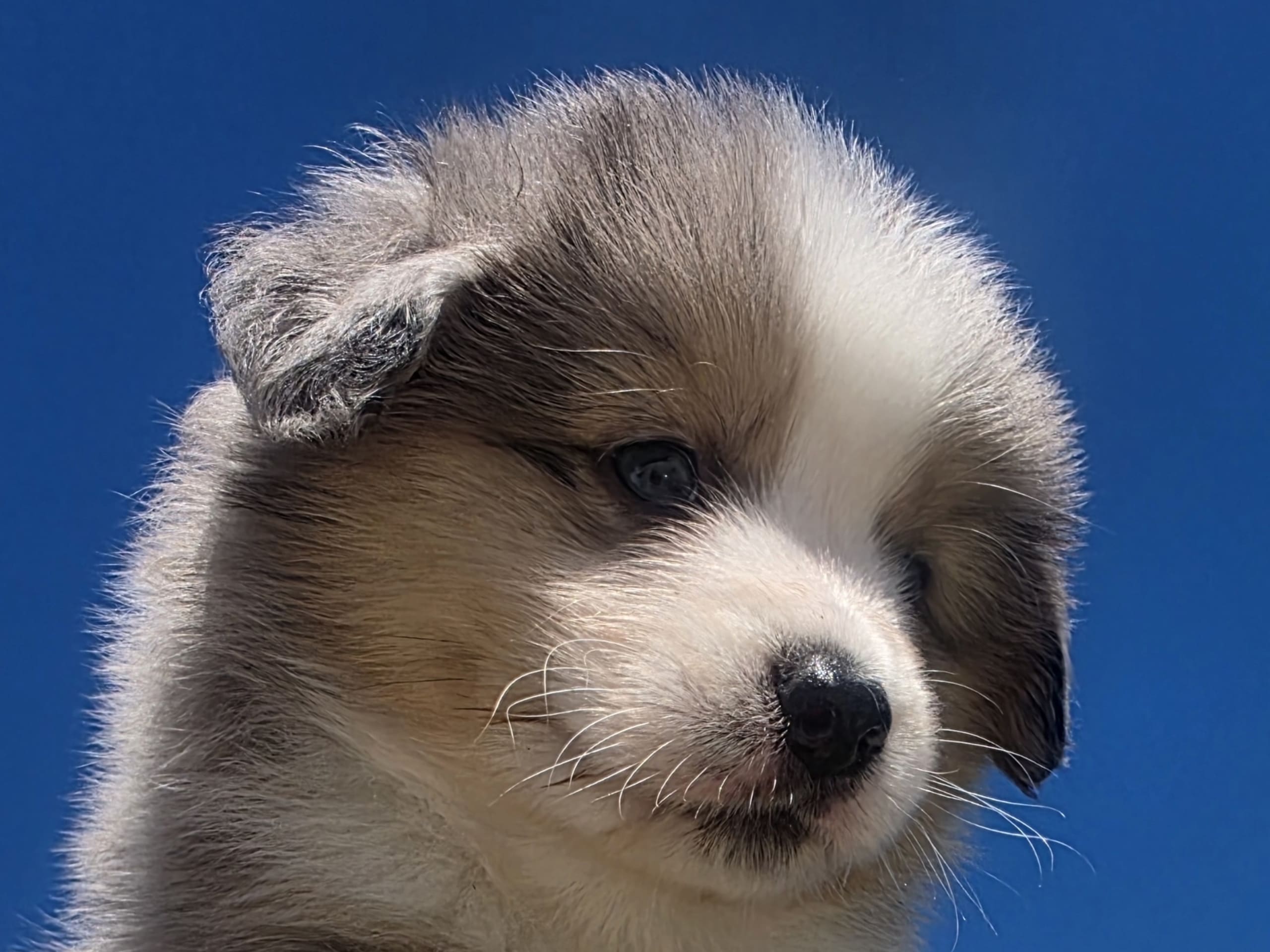 Miniature American Shepherd